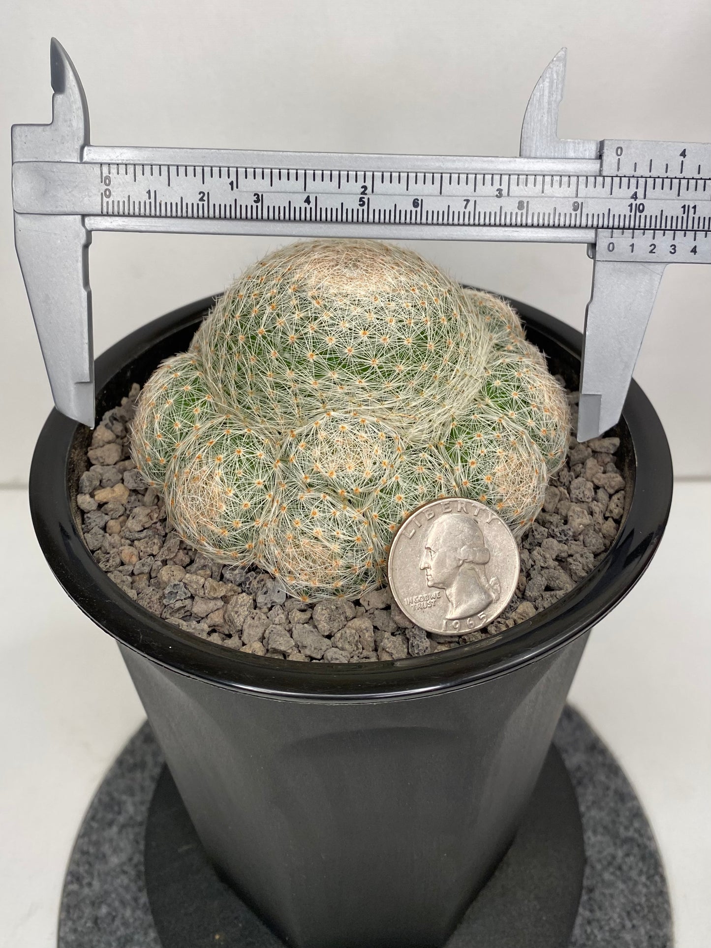 Mammillaria Lenta "132"