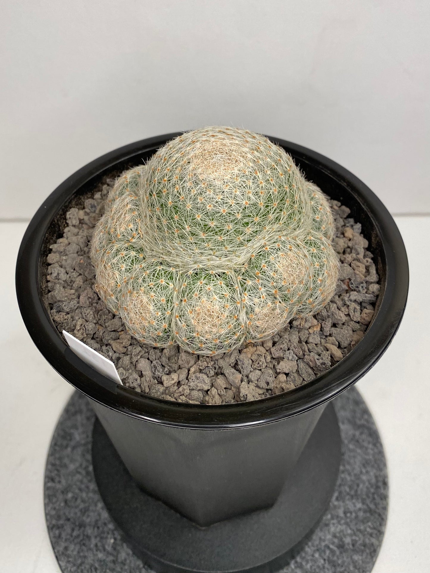 Mammillaria Lenta "132"