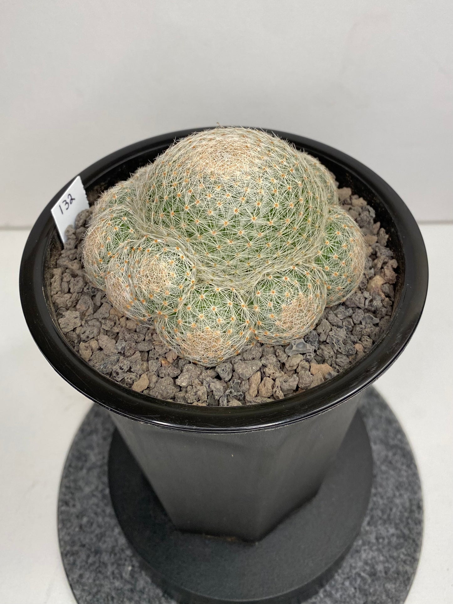 Mammillaria Lenta "132"