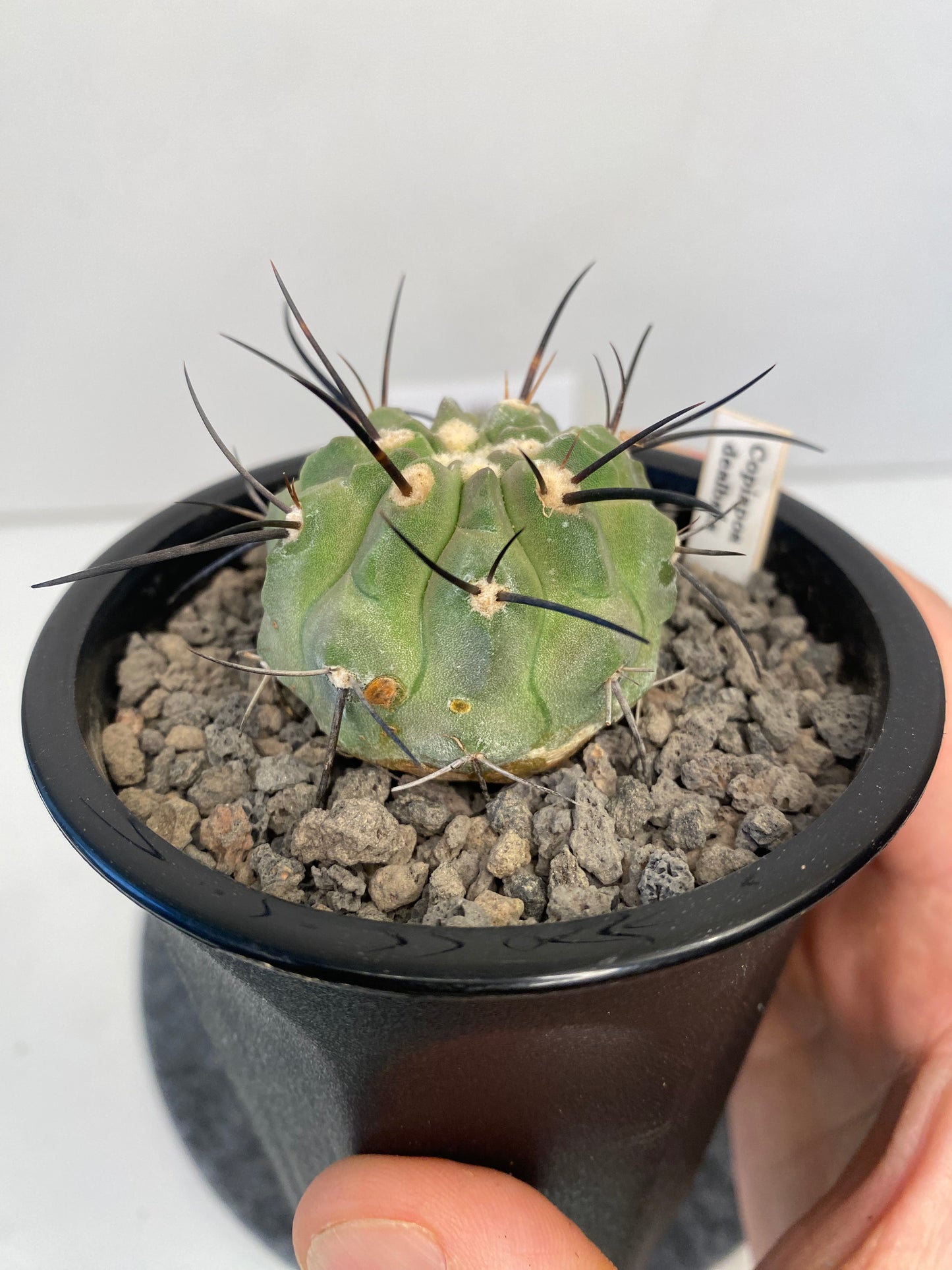 Copiapoa Dealbata