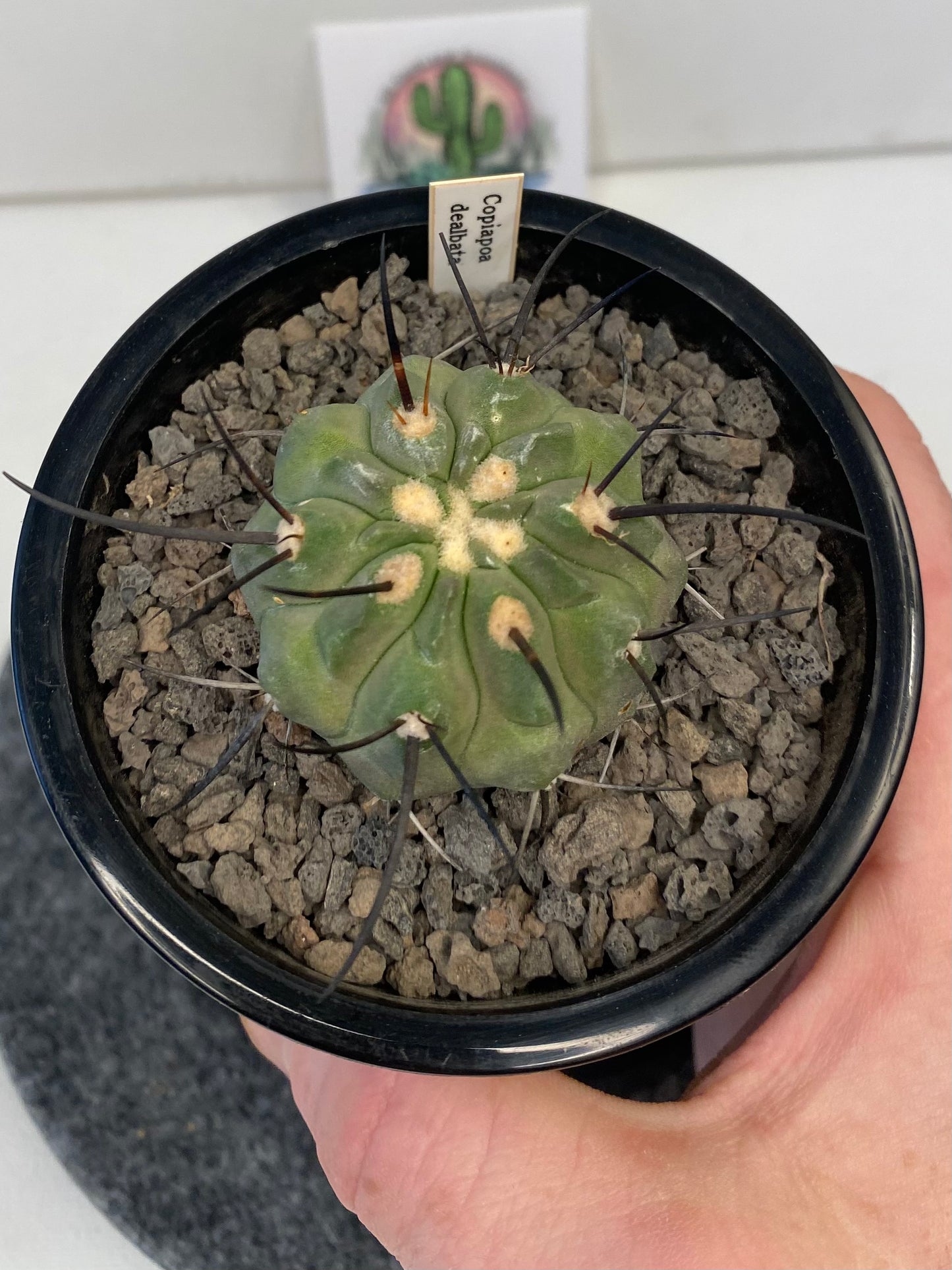 Copiapoa Dealbata