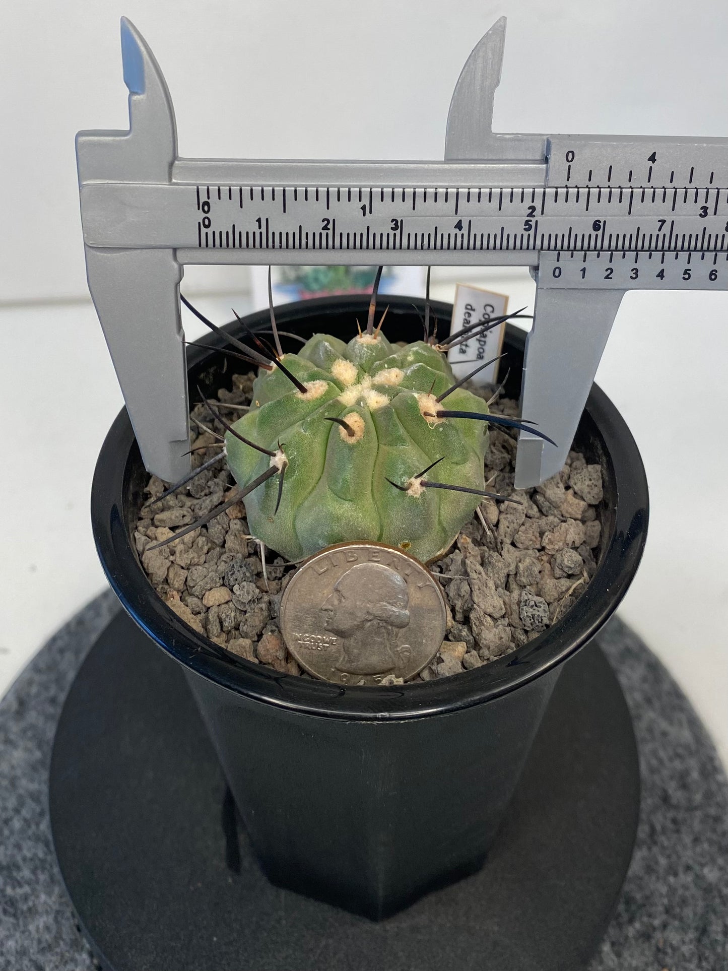 Copiapoa Dealbata