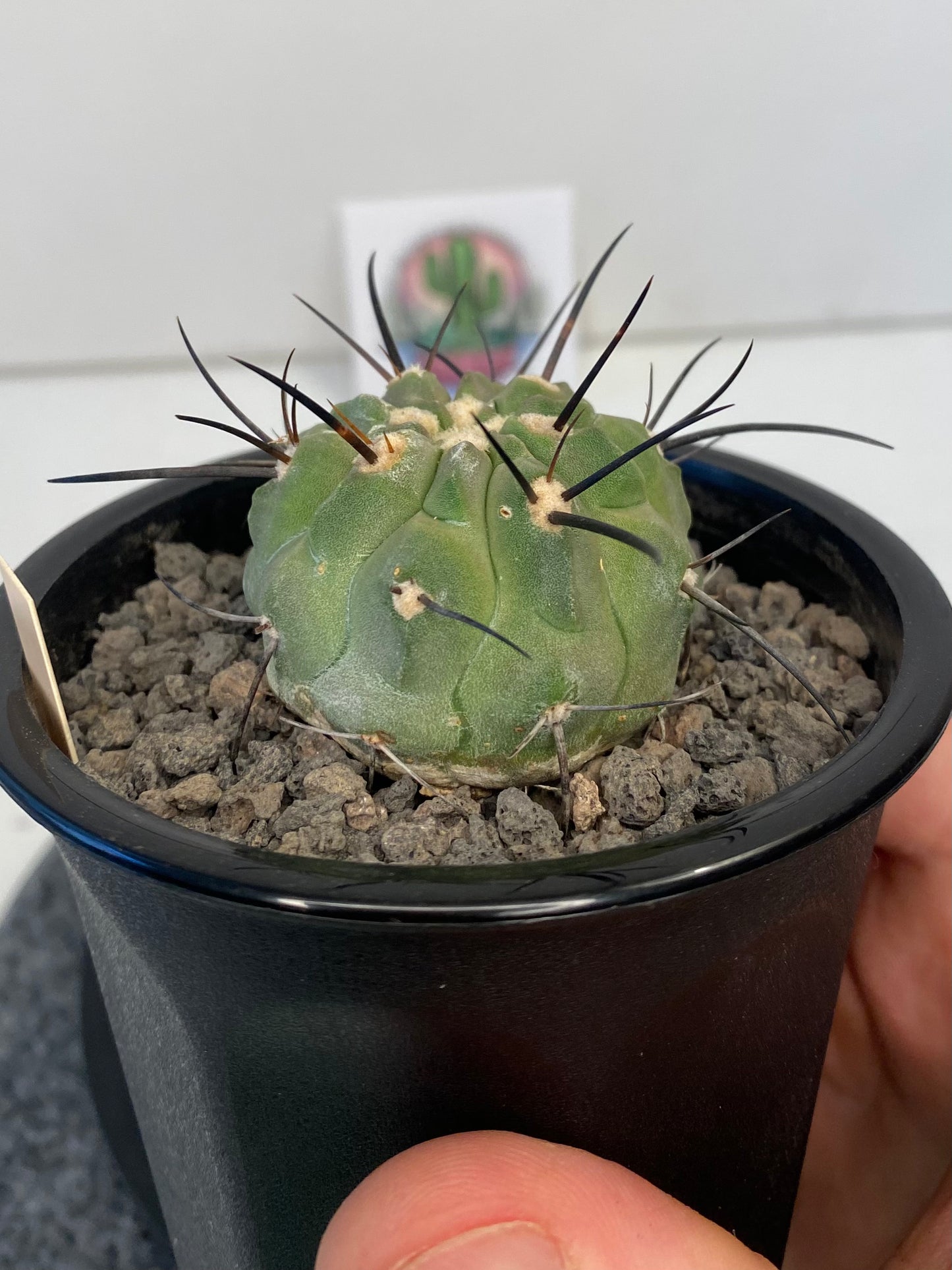 Copiapoa Dealbata