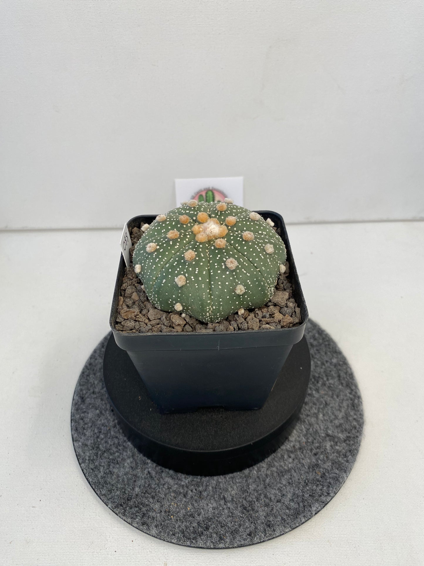 Astrophytum Asterias cv. Super Kabuto "088"