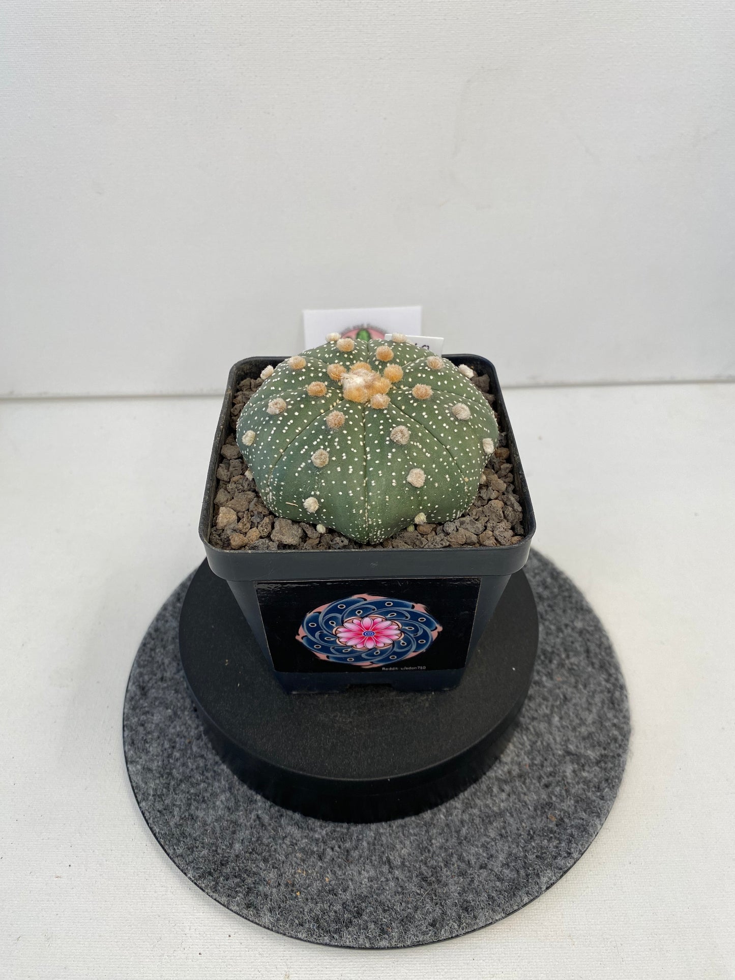 Astrophytum Asterias cv. Super Kabuto "088"