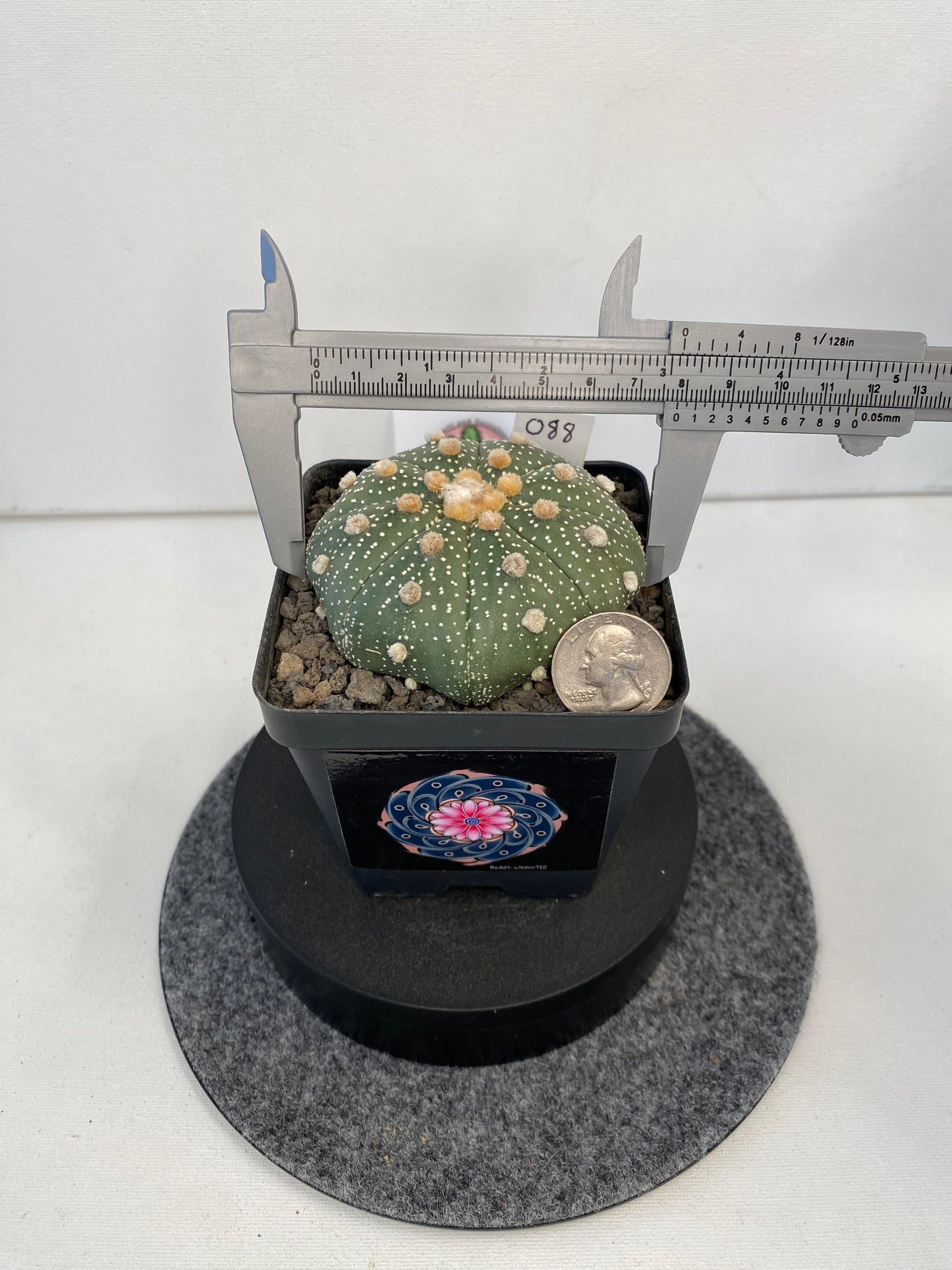 Astrophytum Asterias cv. Super Kabuto "088"