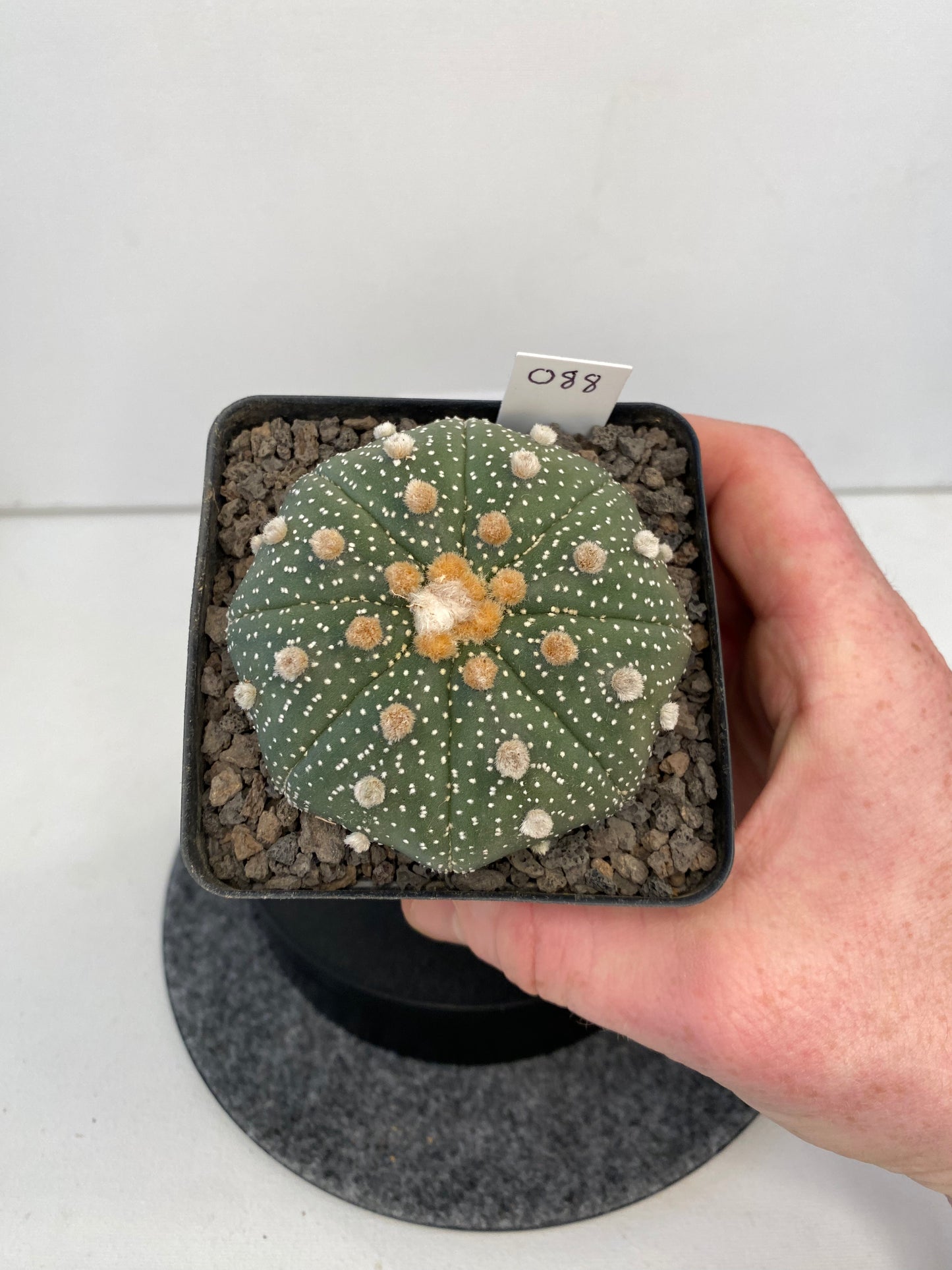 Astrophytum Asterias cv. Super Kabuto "088"