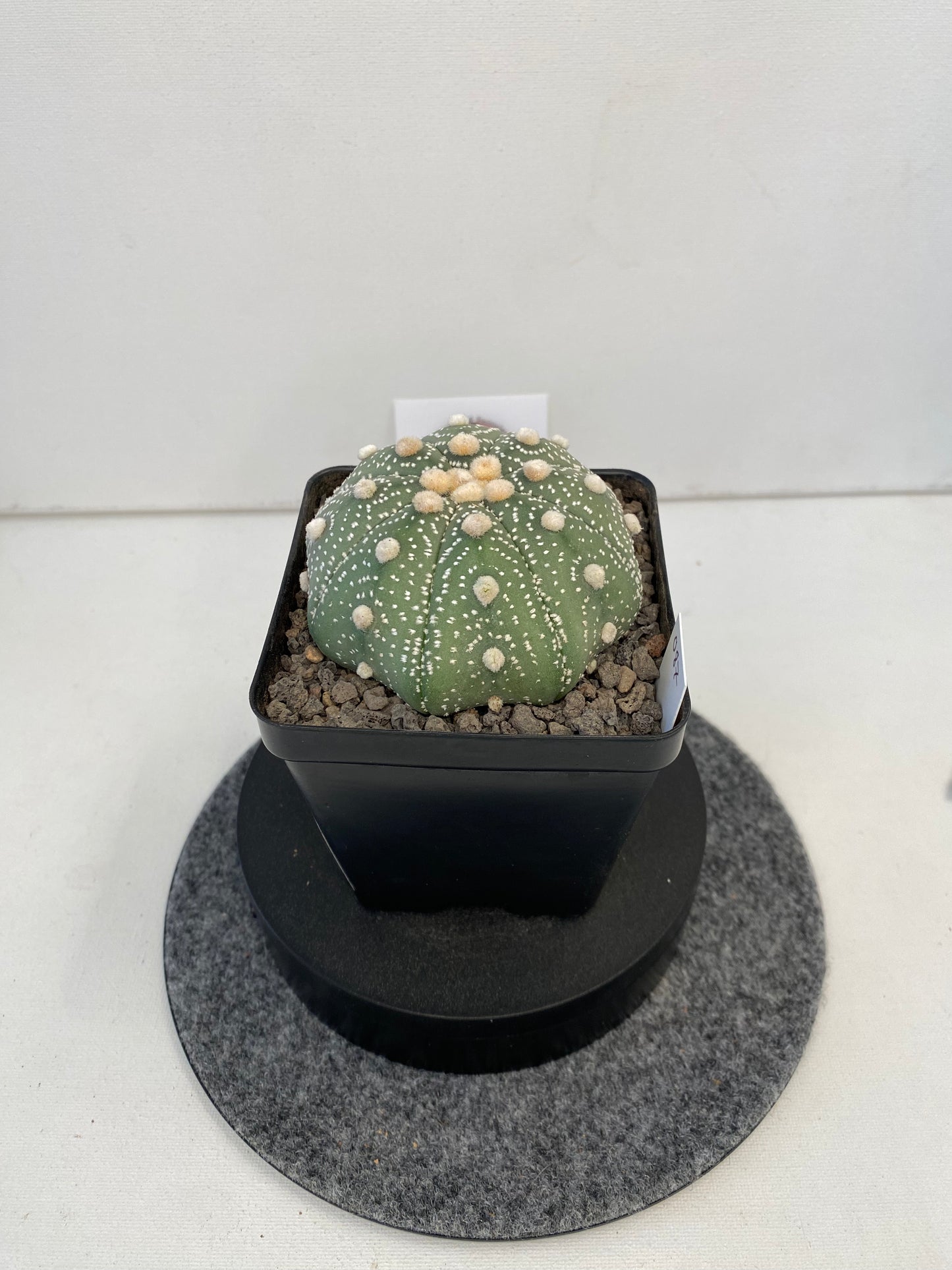 Astrophytum Asterias cv. Super Kabuto "087"