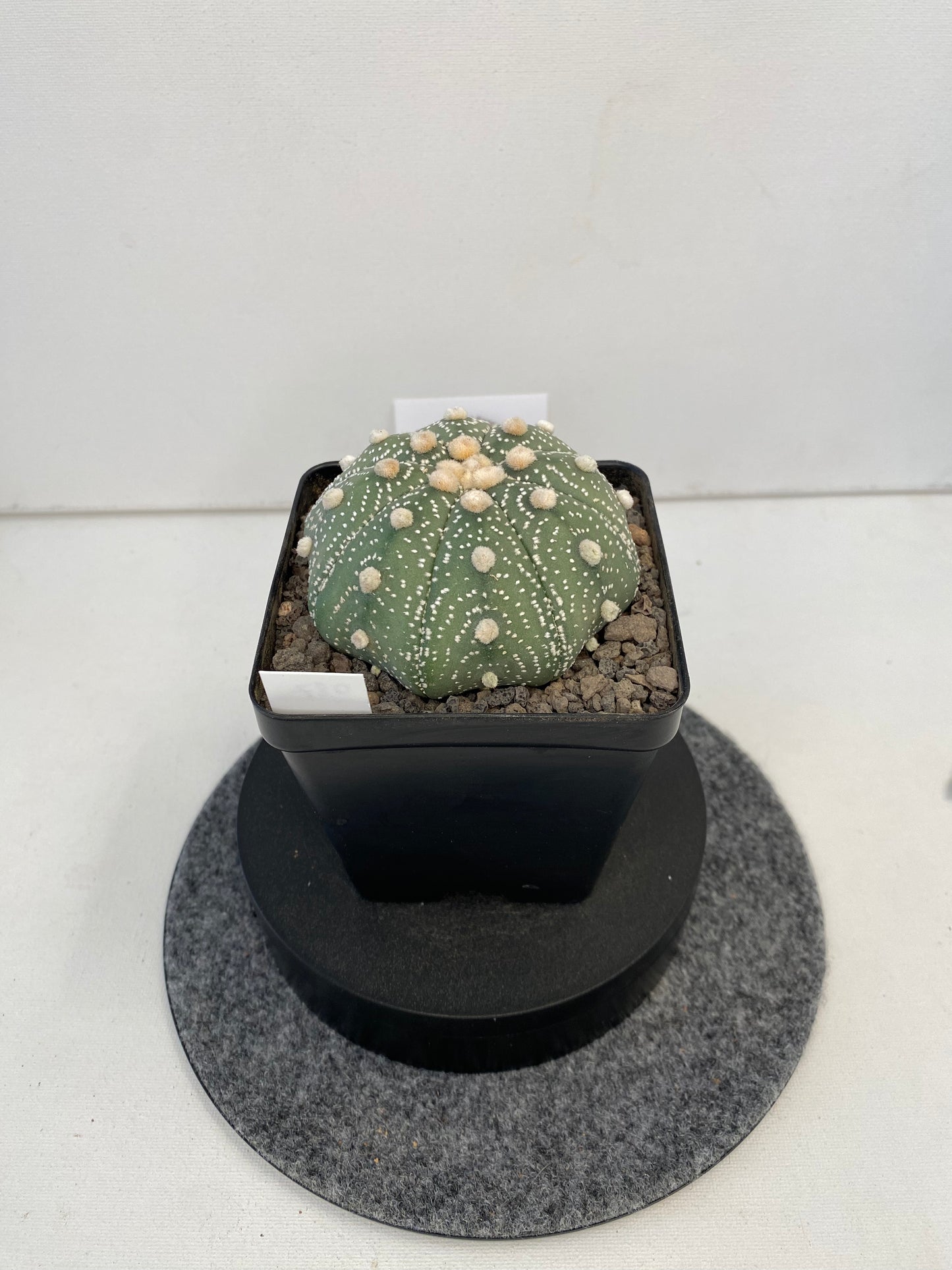 Astrophytum Asterias cv. Super Kabuto "087"