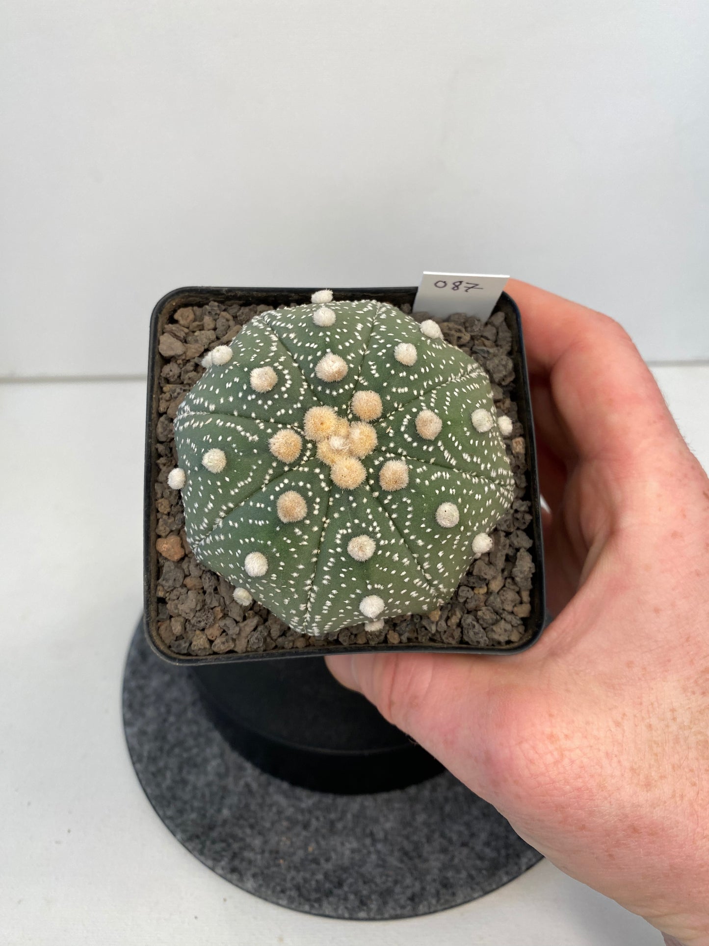 Astrophytum Asterias cv. Super Kabuto "087"