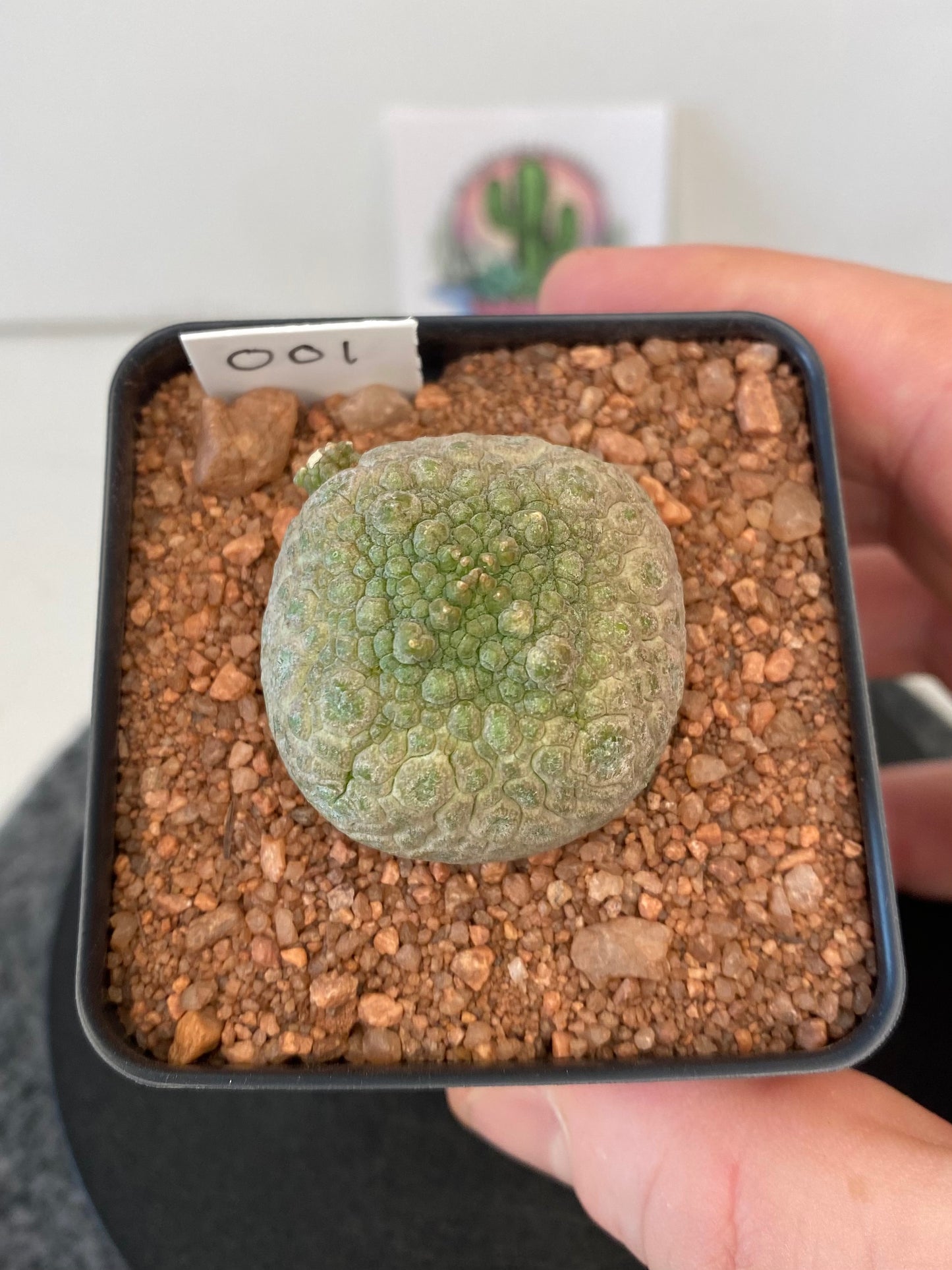 Pseudolithos Cubiformis #001