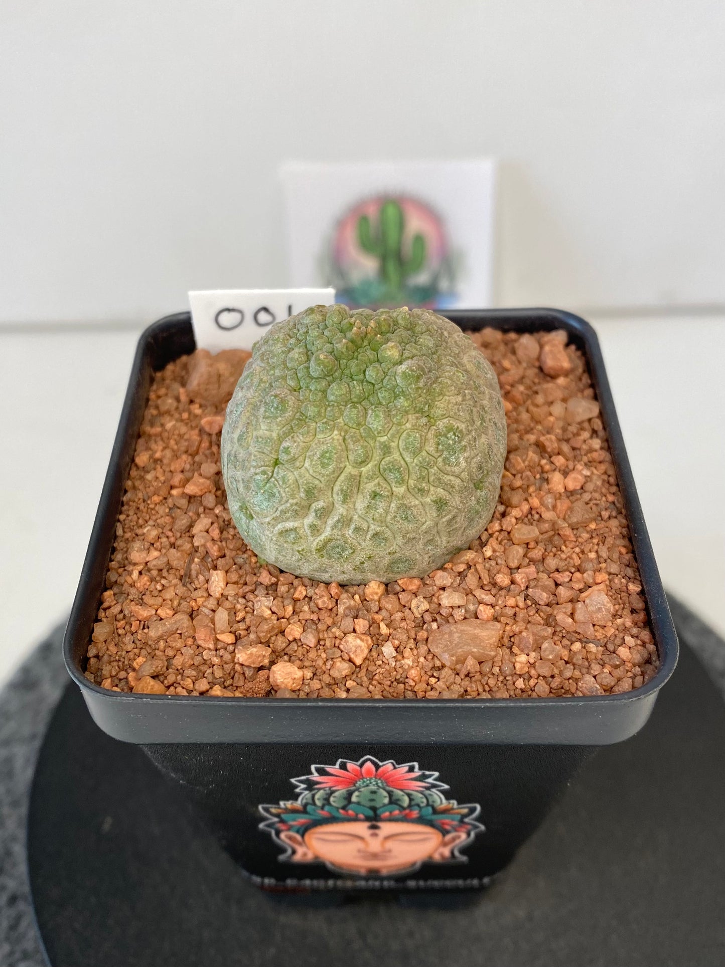 Pseudolithos Cubiformis #001