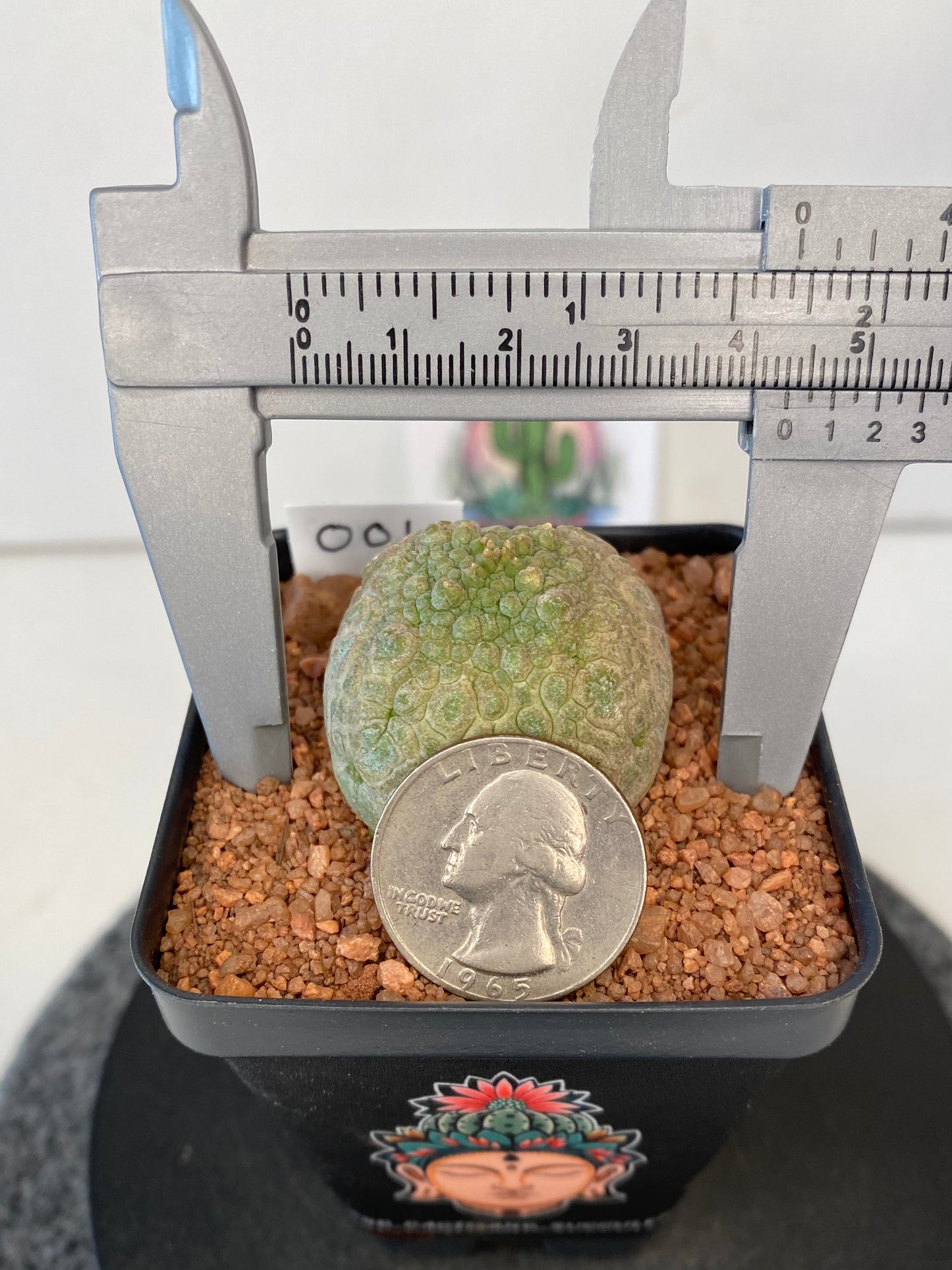 Pseudolithos Cubiformis #001