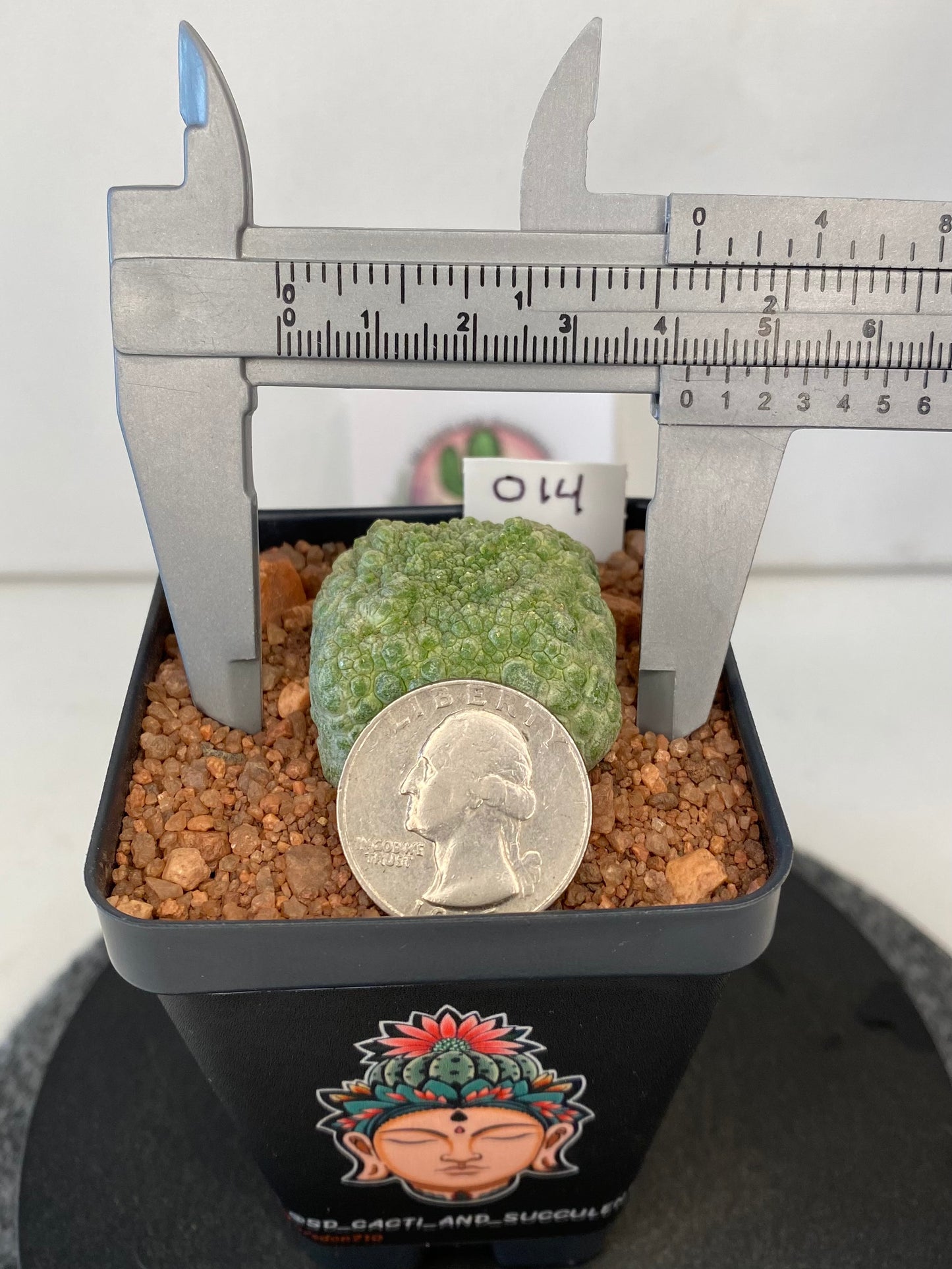 Pseudolithos Cubiformis #014