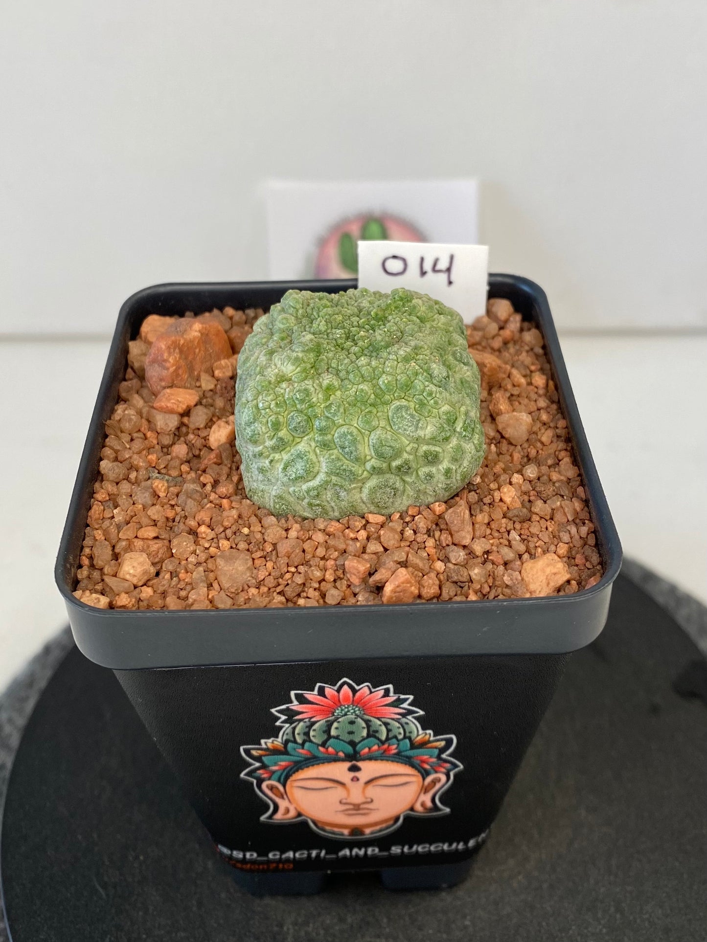 Pseudolithos Cubiformis #014