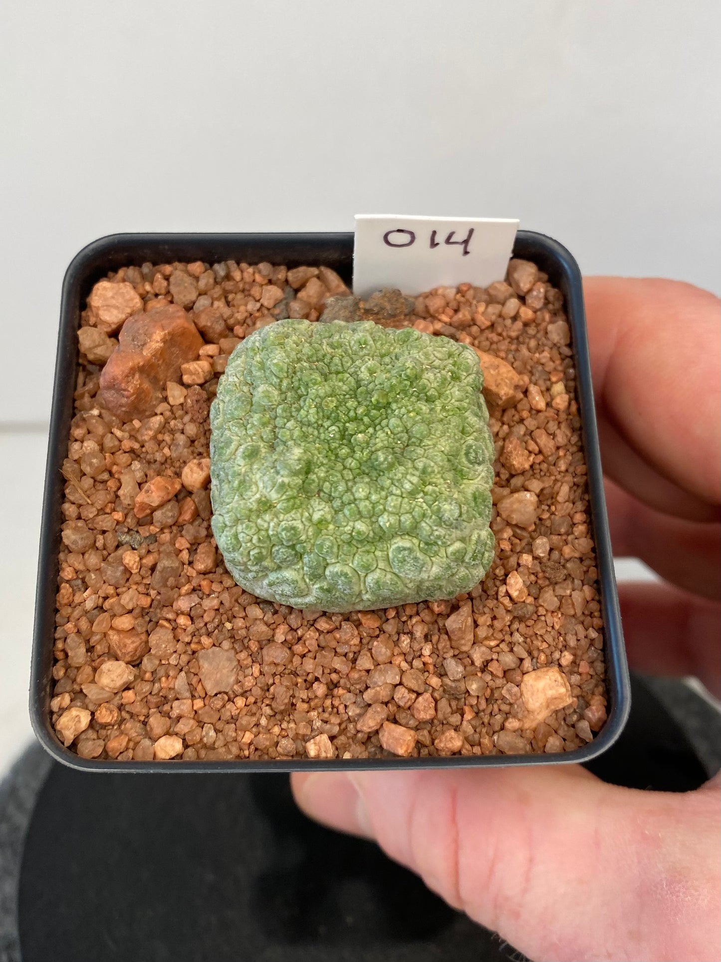 Pseudolithos Cubiformis #014