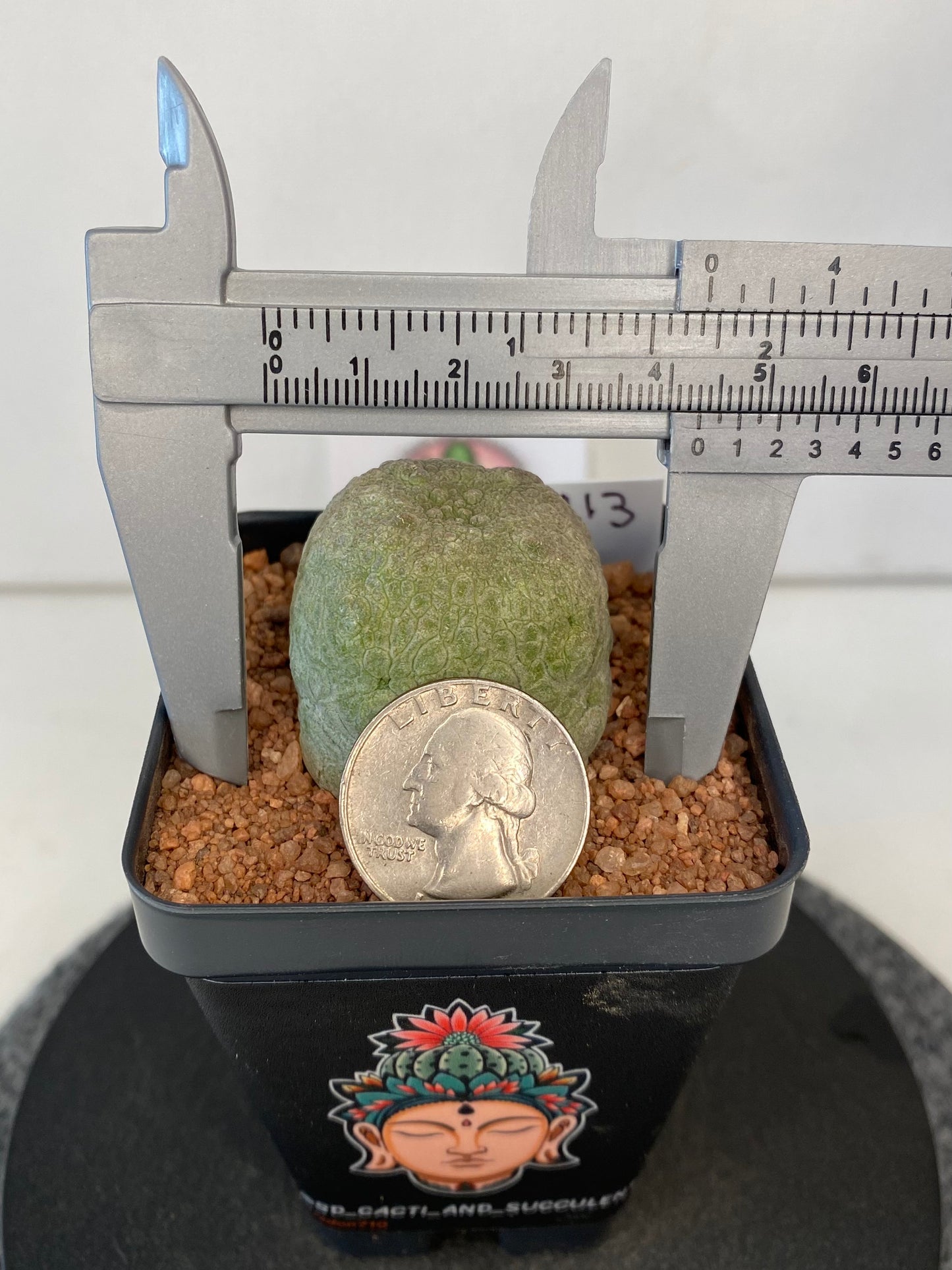 Pseudolithos Cubiformis #013