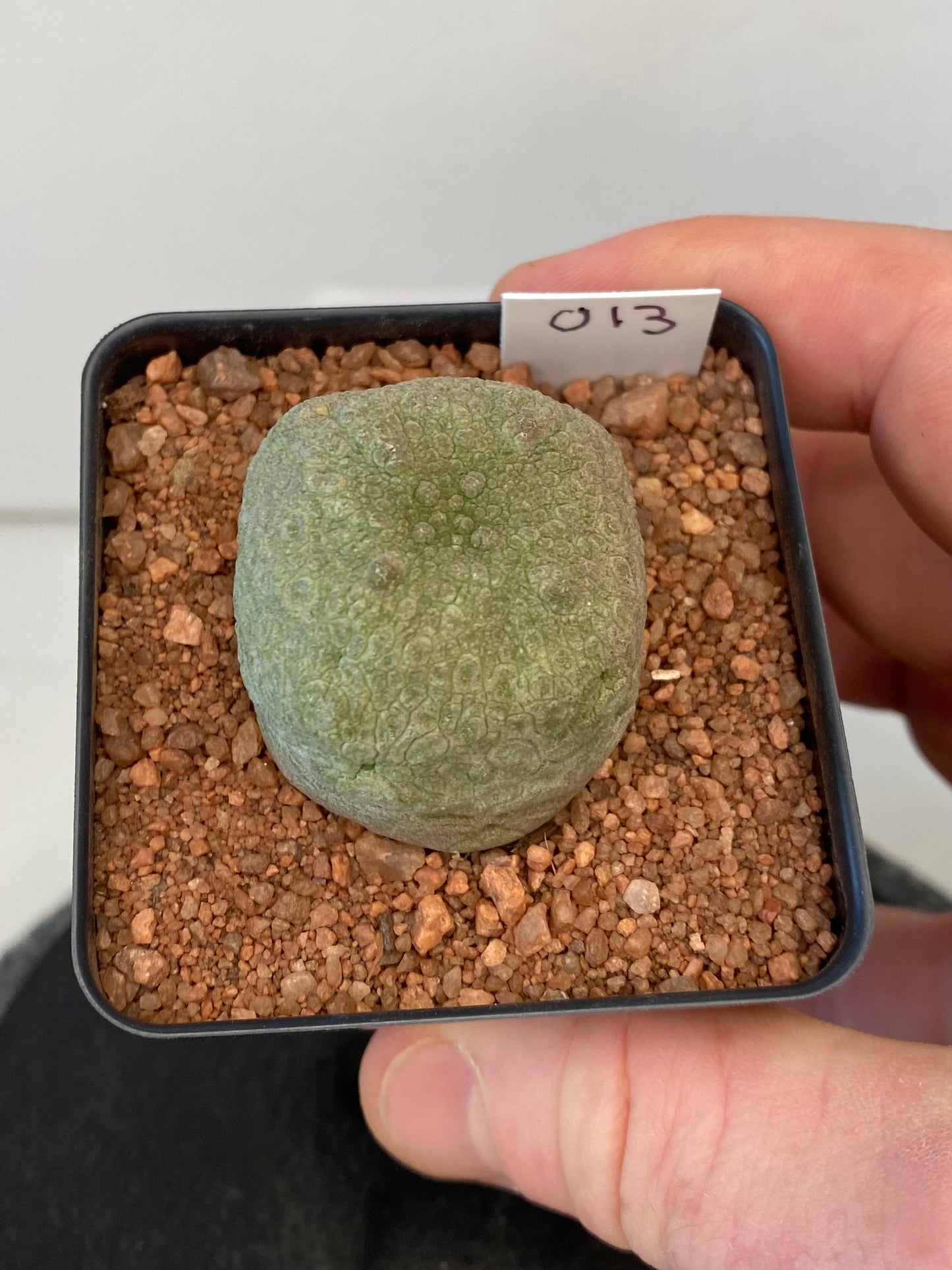 Pseudolithos Cubiformis #013