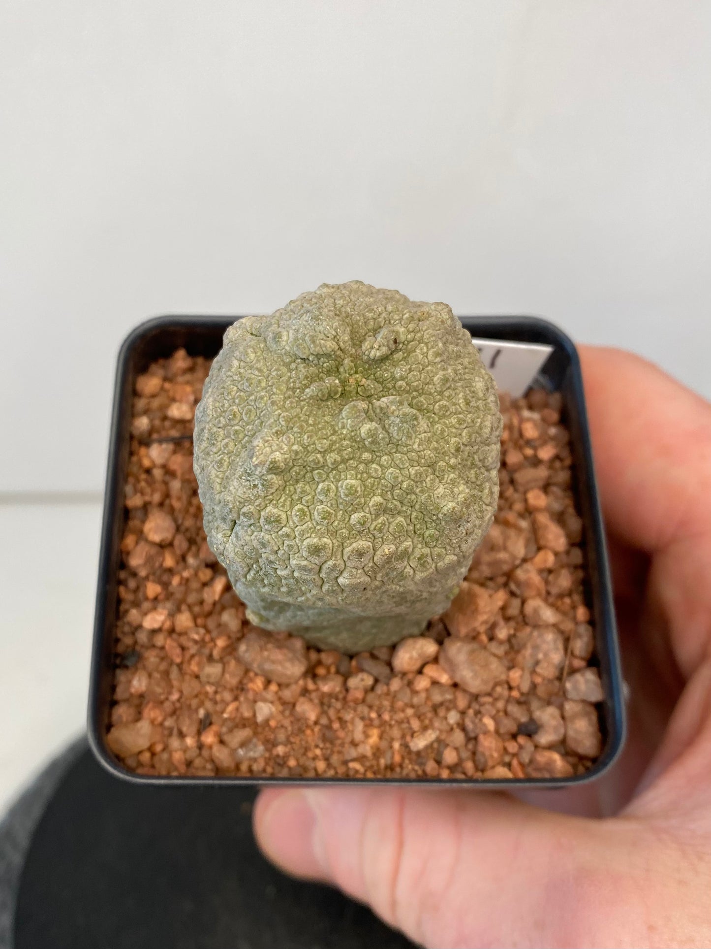 Pseudolithos Cubiformis #011