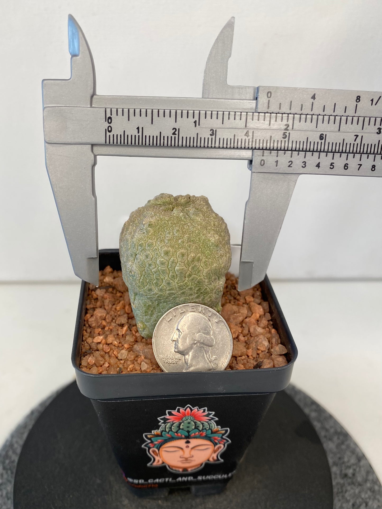 Pseudolithos Cubiformis #011