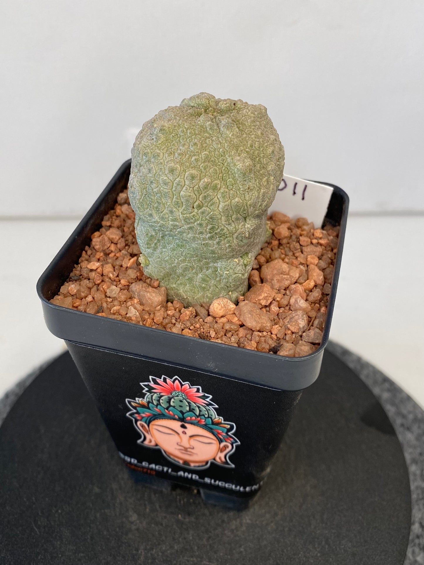 Pseudolithos Cubiformis #011