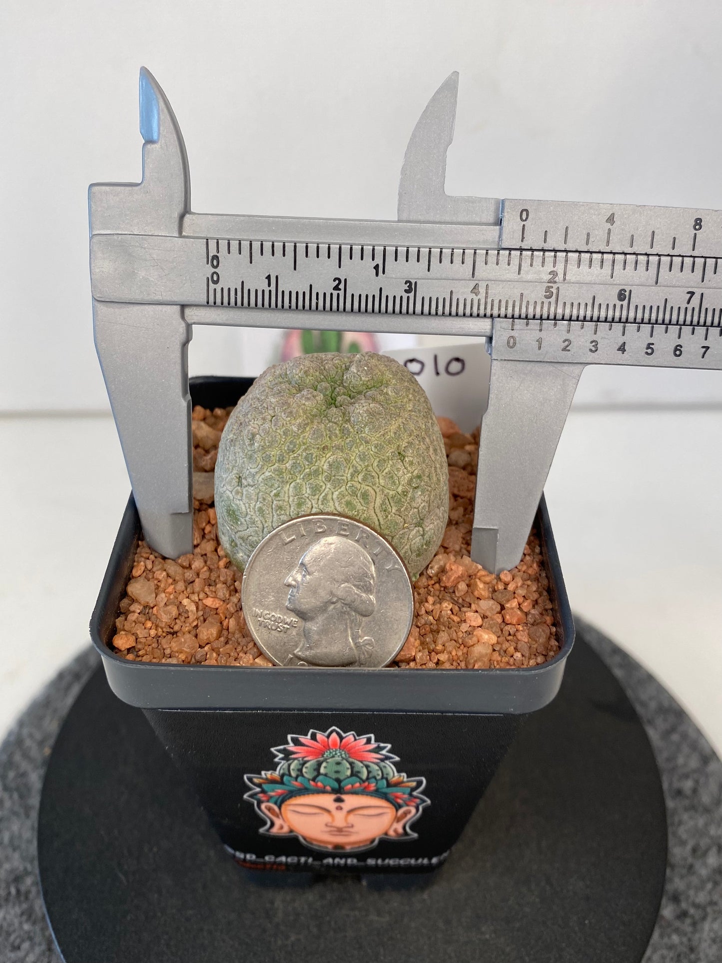 Pseudolithos Cubiformis #010