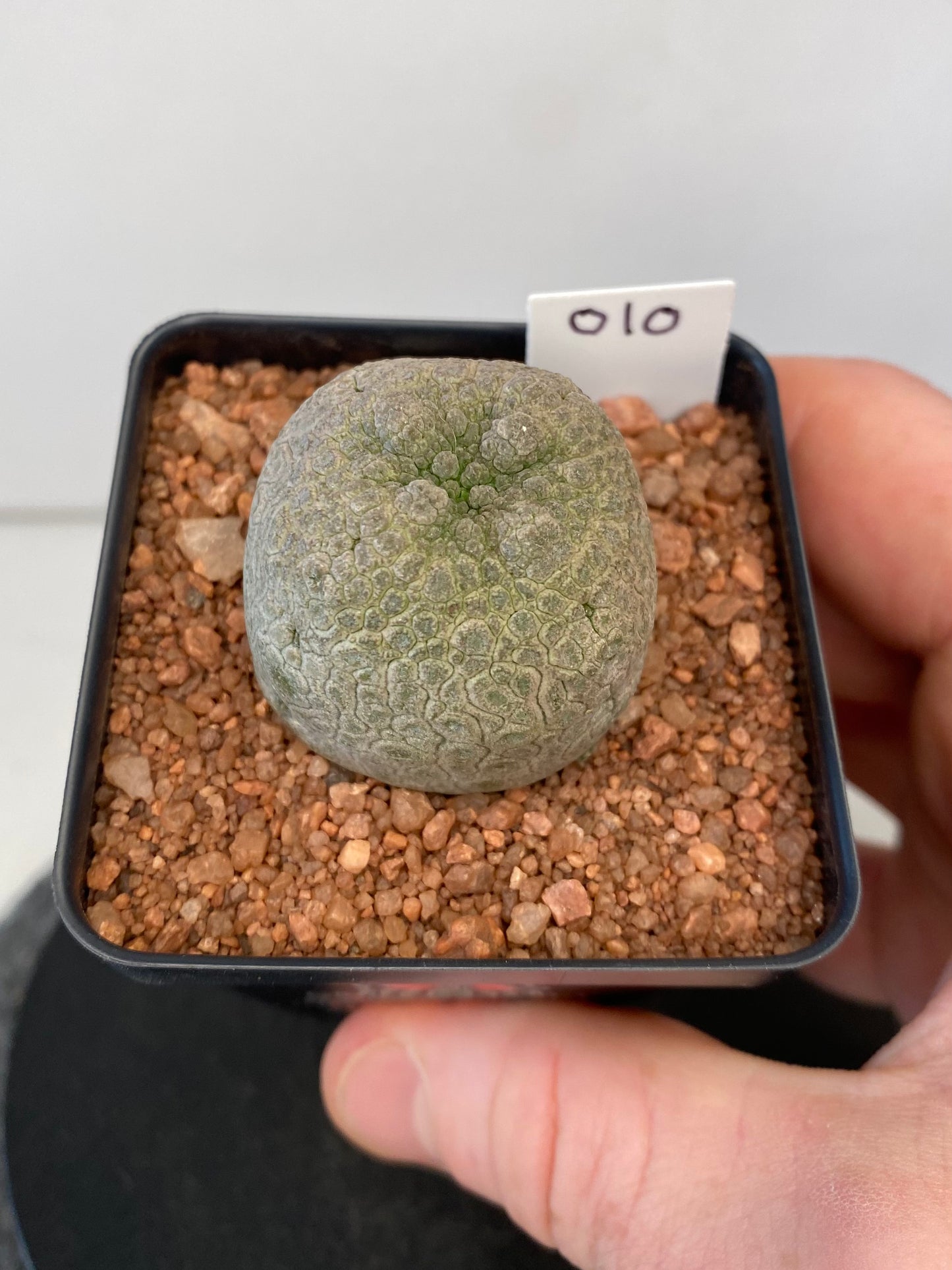 Pseudolithos Cubiformis #010