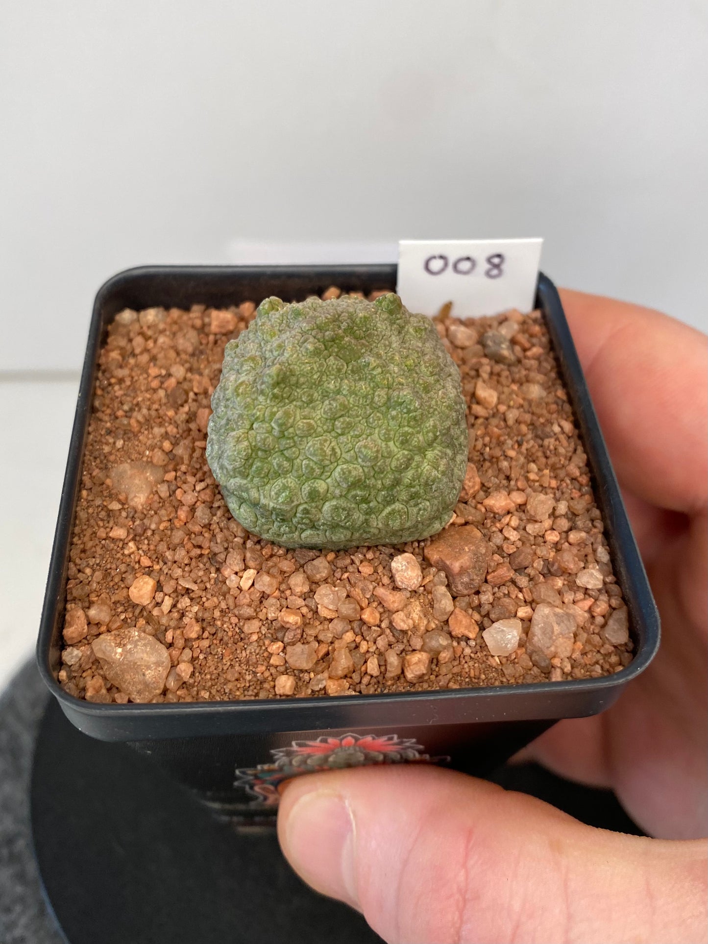 Pseudolithos Cubiformis #008