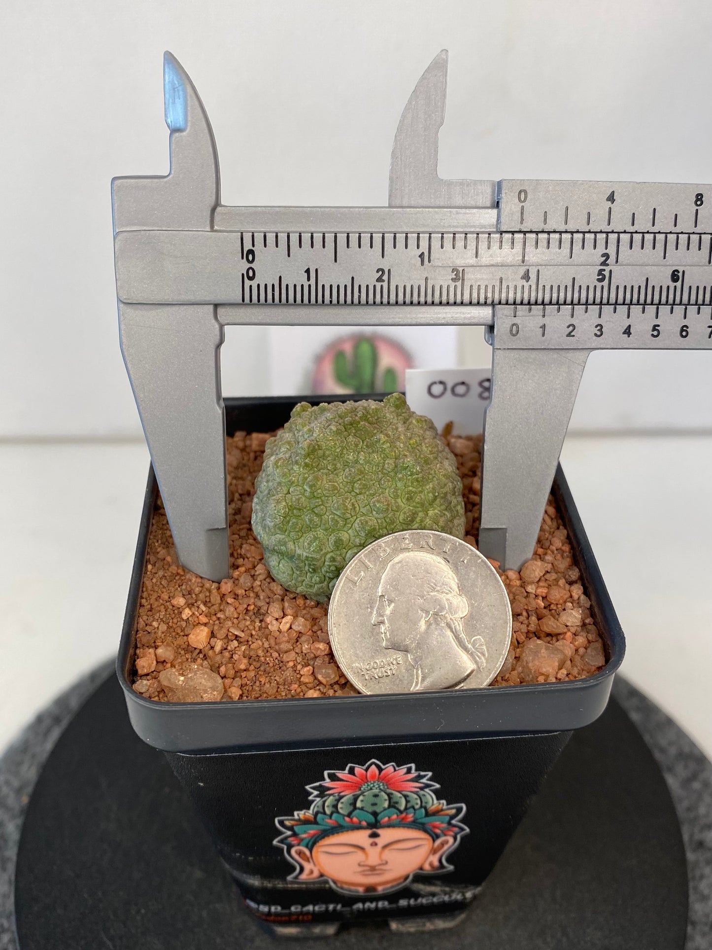 Pseudolithos Cubiformis #008