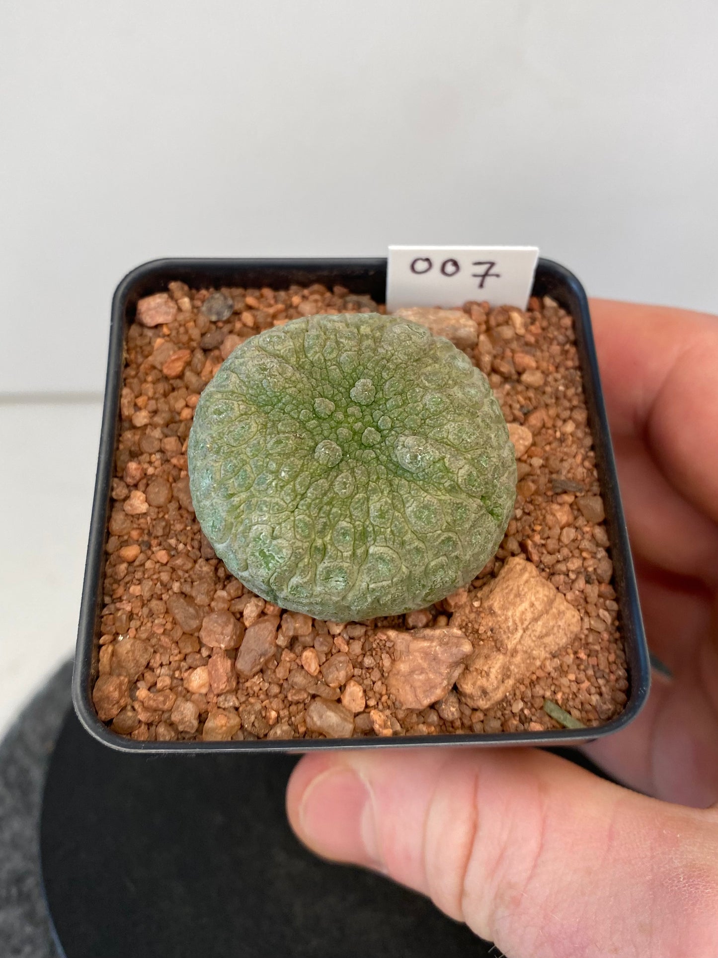 Pseudolithos Cubiformis #007