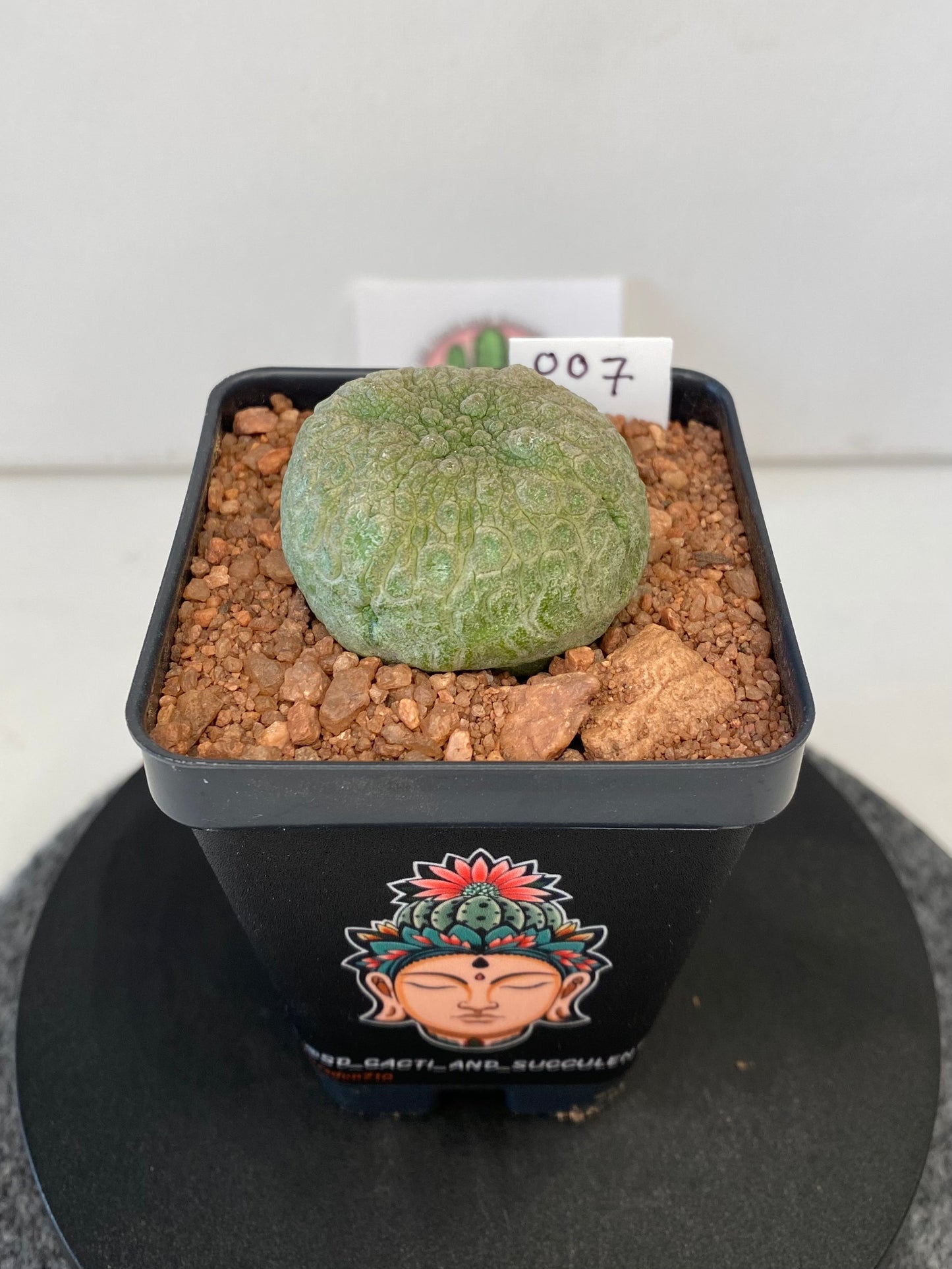 Pseudolithos Cubiformis #007