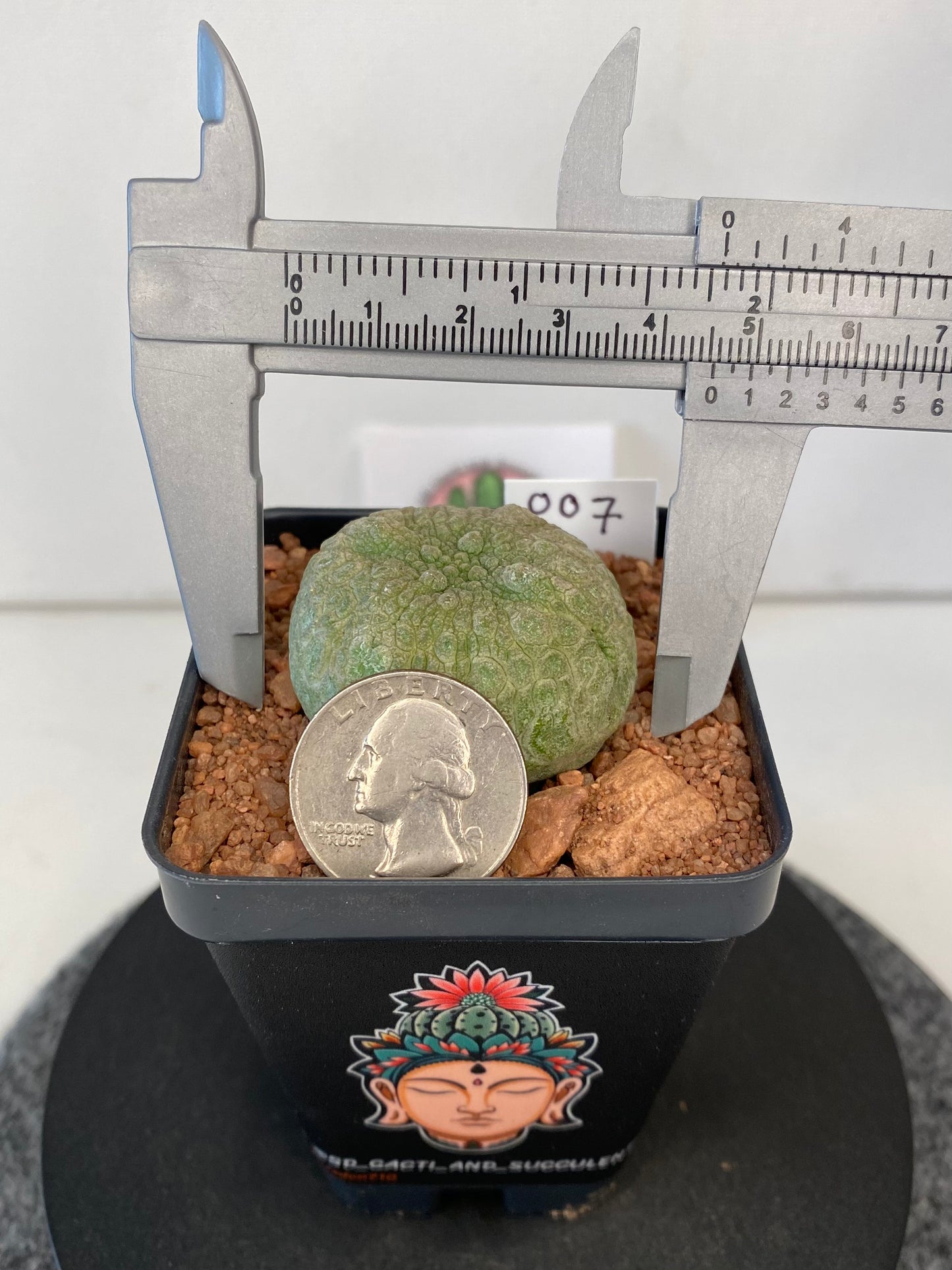 Pseudolithos Cubiformis #007