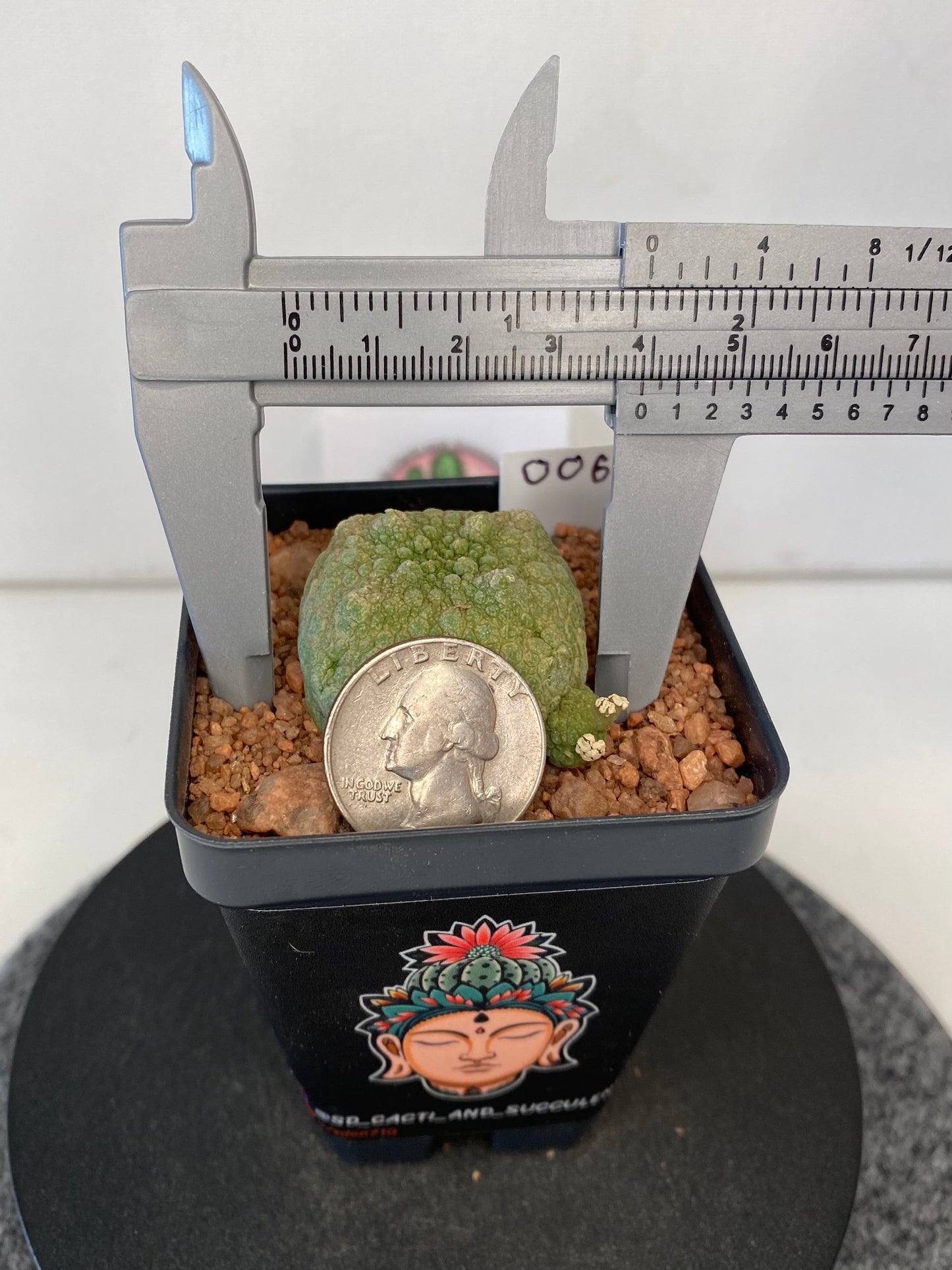 Pseudolithos Cubiformis #006