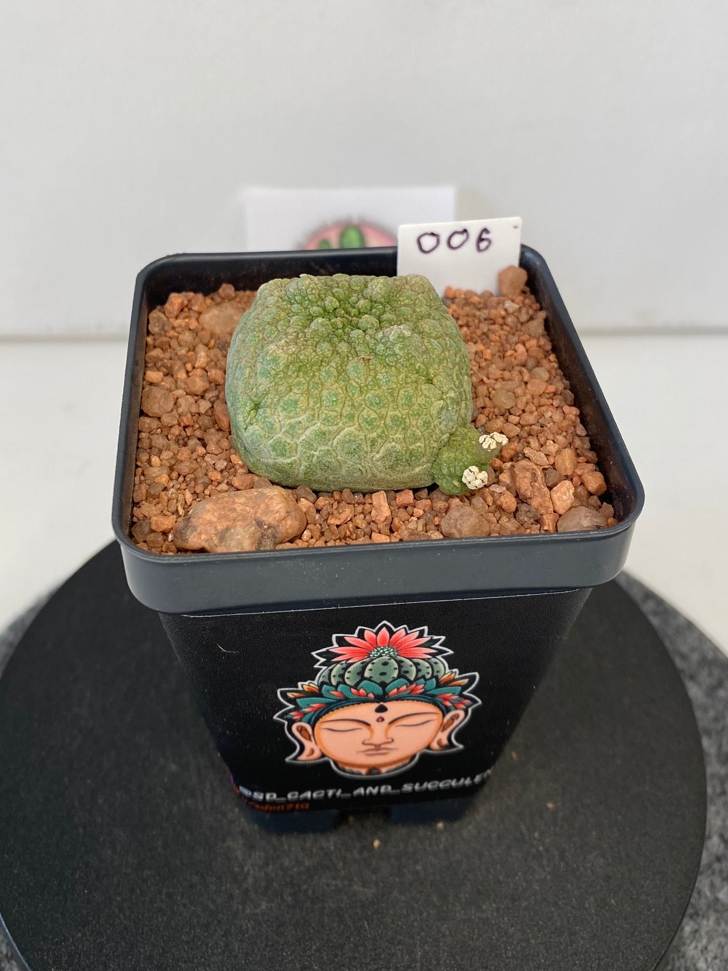 Pseudolithos Cubiformis #006