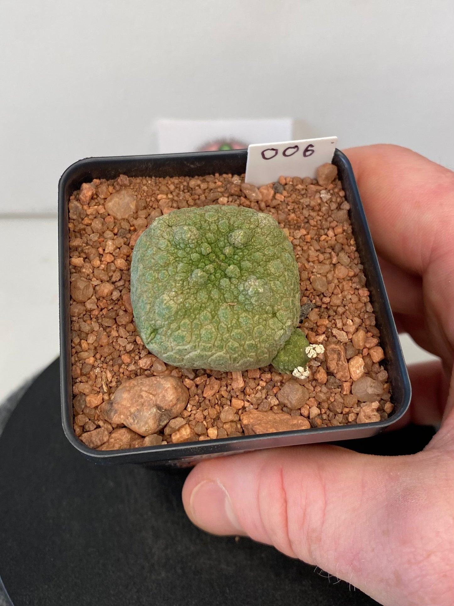 Pseudolithos Cubiformis #006