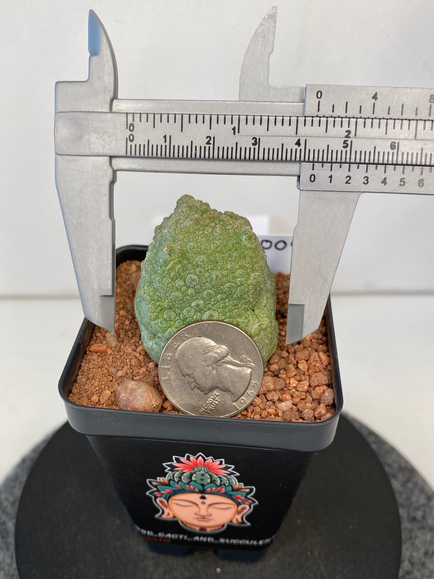 Pseudolithos Cubiformis #004