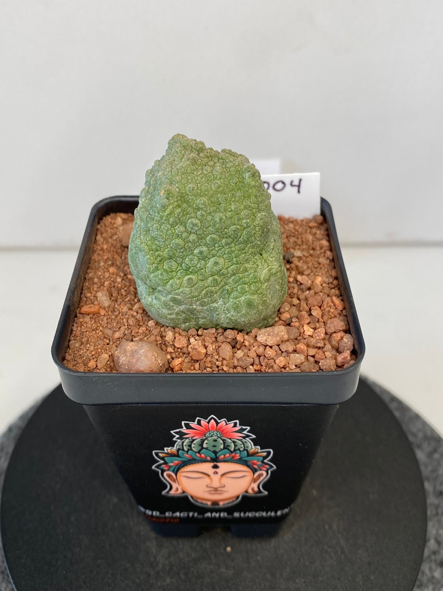 Pseudolithos Cubiformis #004