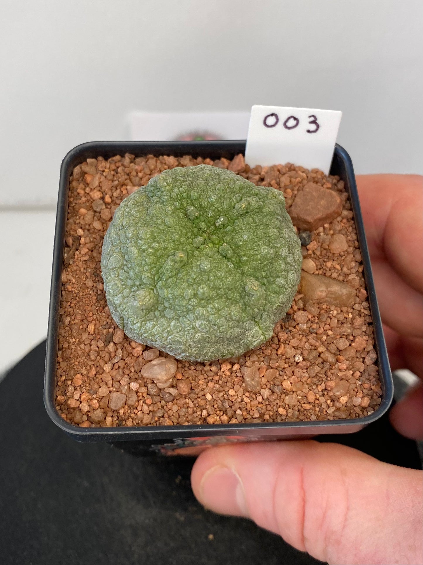 Pseudolithos Cubiformis #003