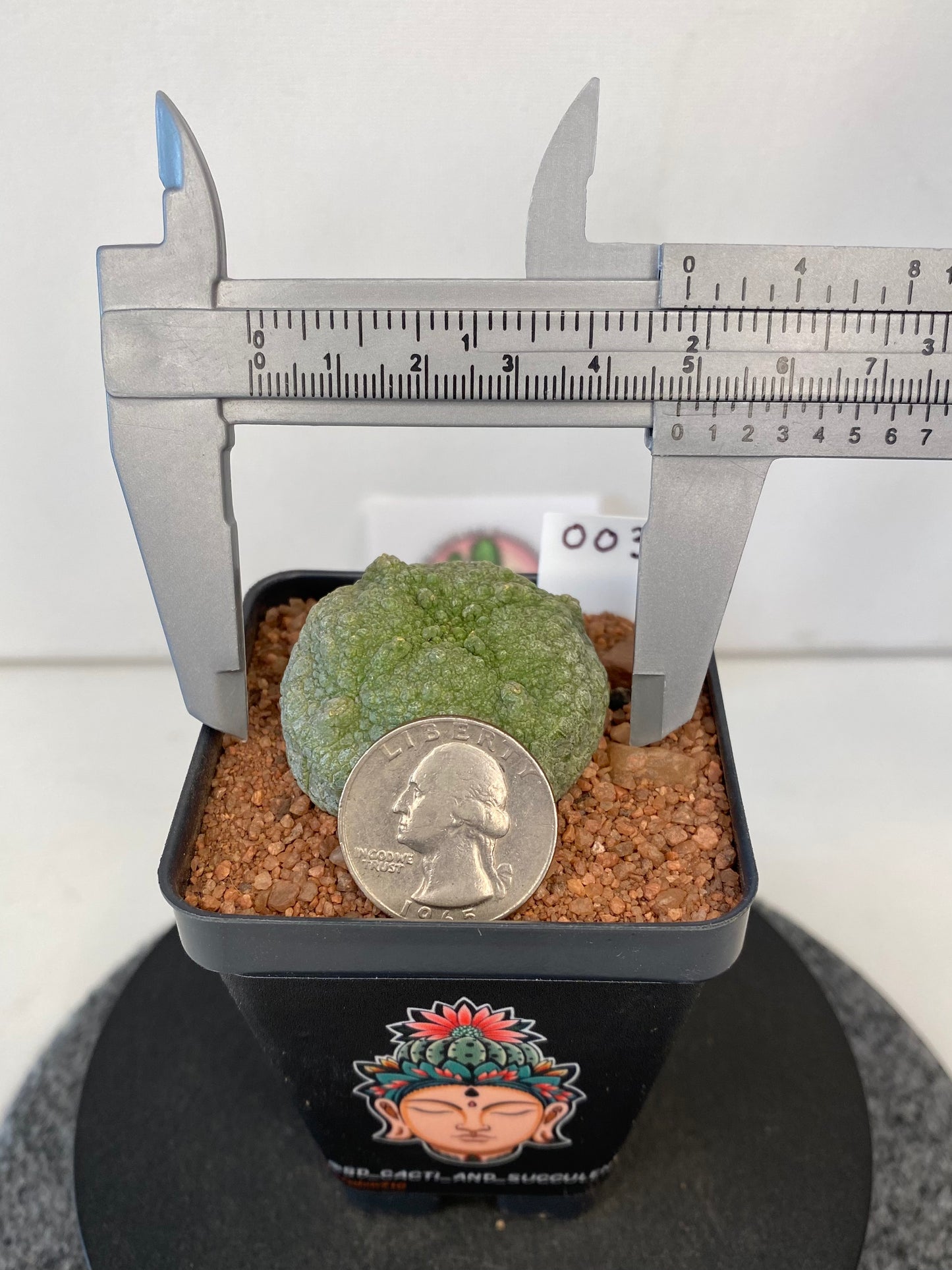 Pseudolithos Cubiformis #003