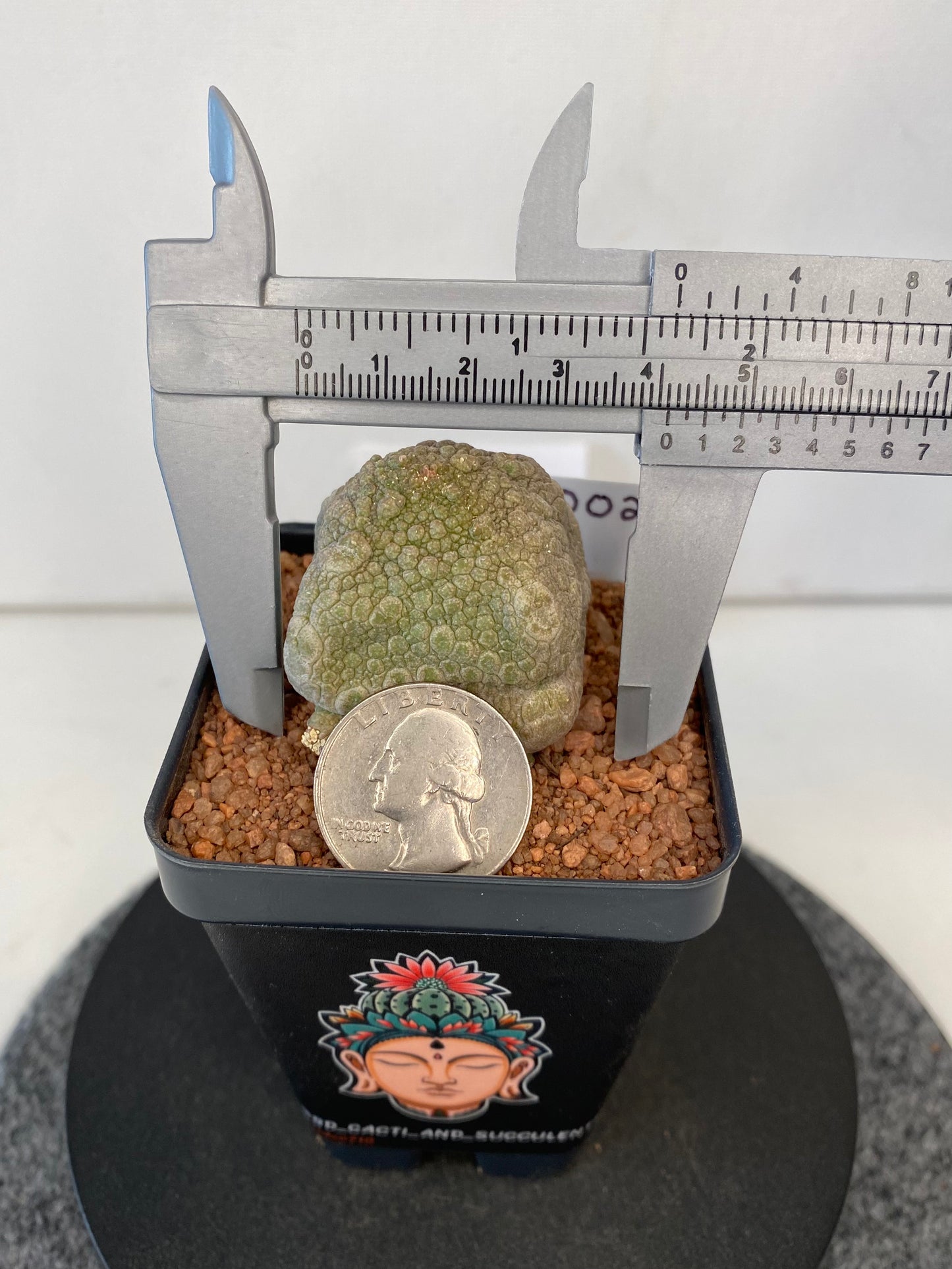 Pseudolithos Cubiformis #002