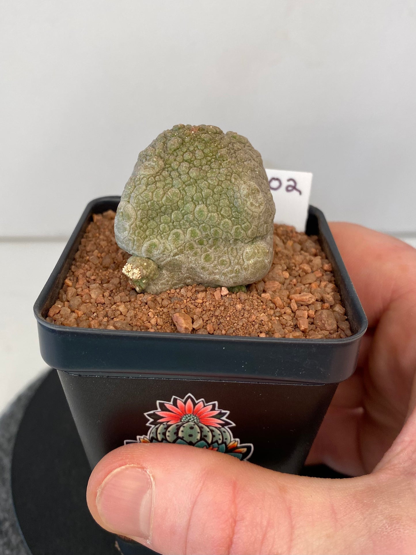 Pseudolithos Cubiformis #002