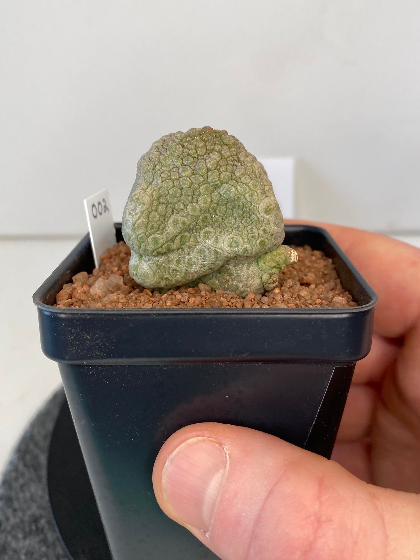 Pseudolithos Cubiformis #002