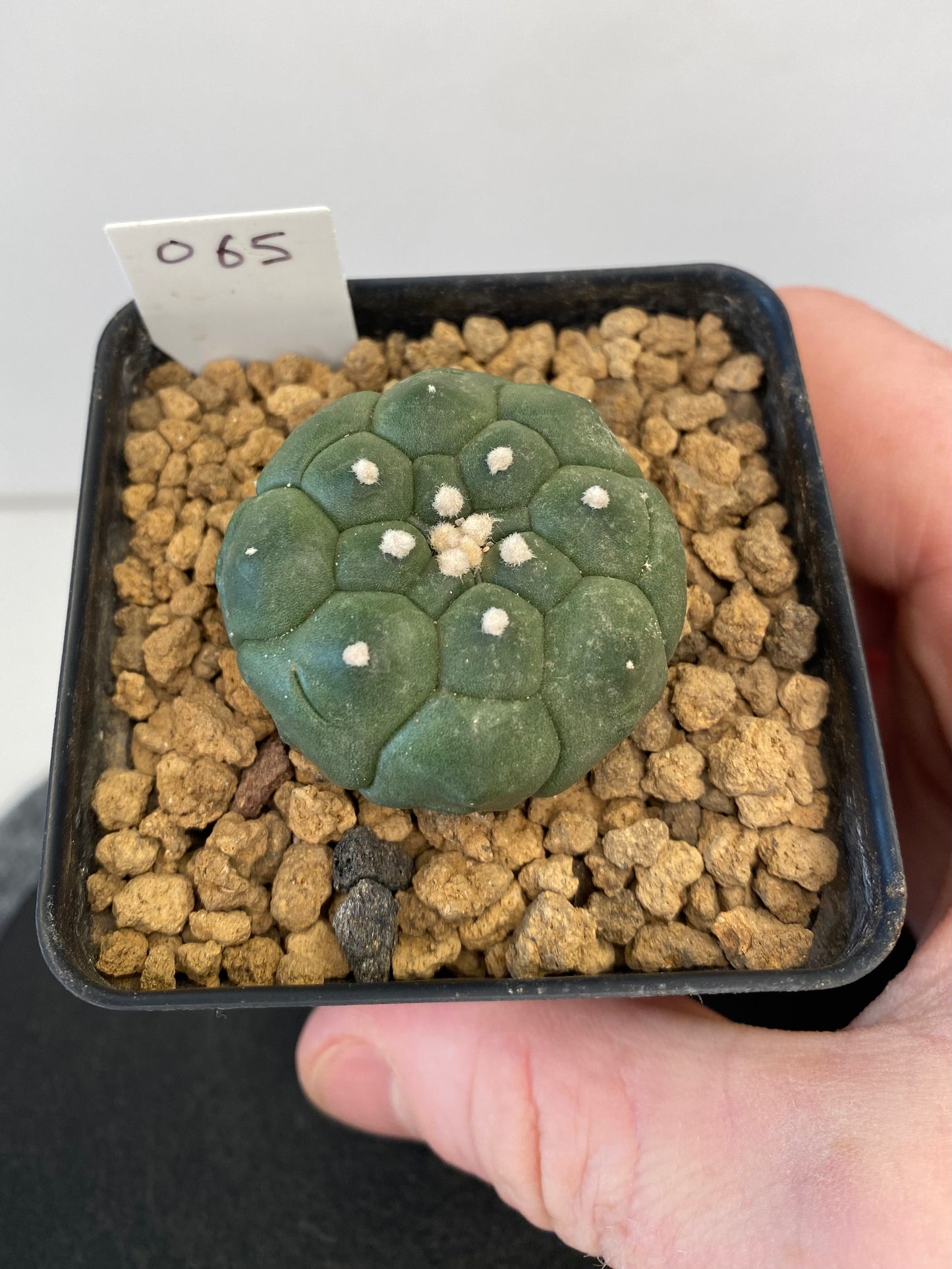 Astrophytum Asterias cv. Kikko Nudum #065