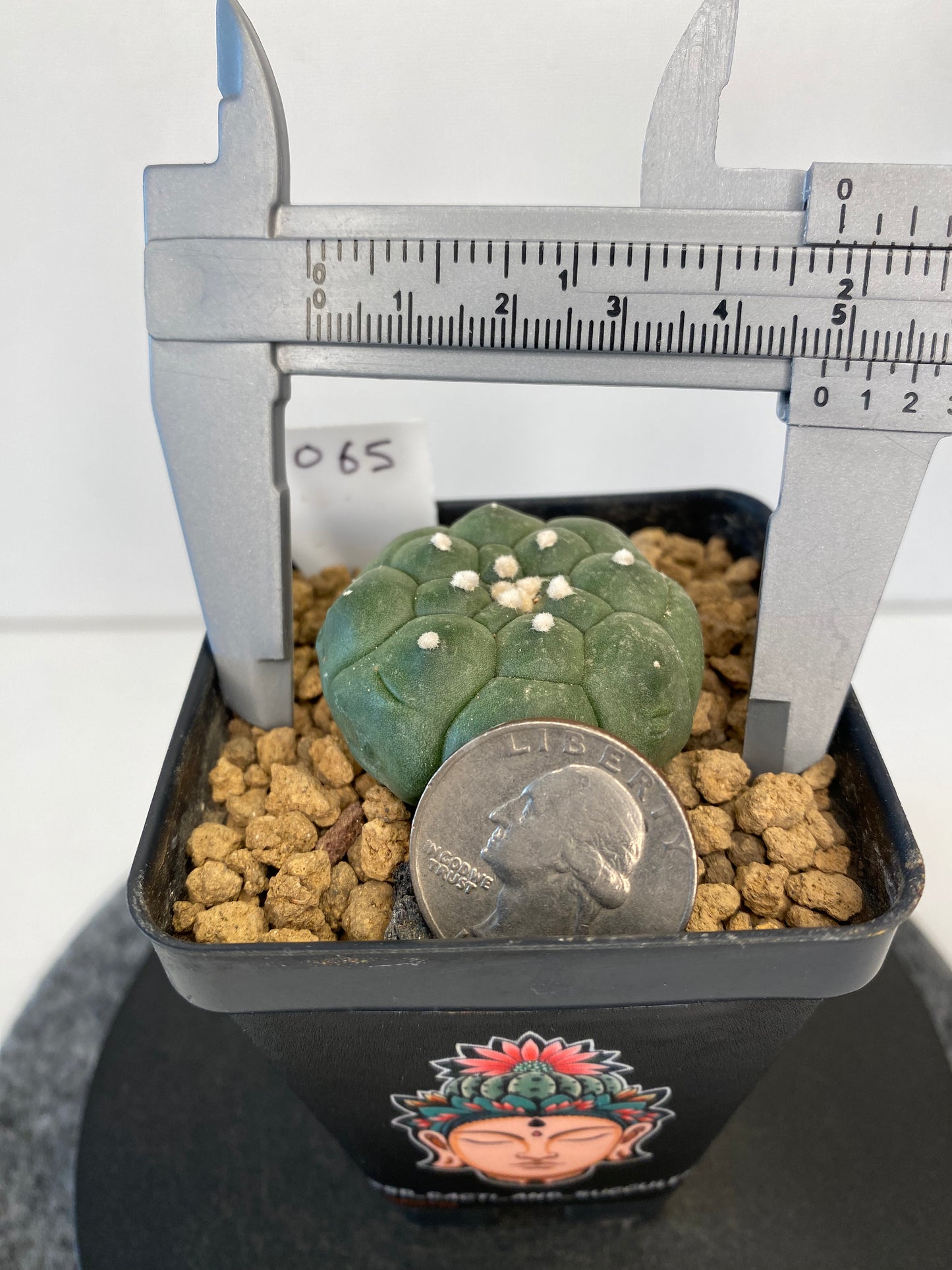 Astrophytum Asterias cv. Kikko Nudum #065