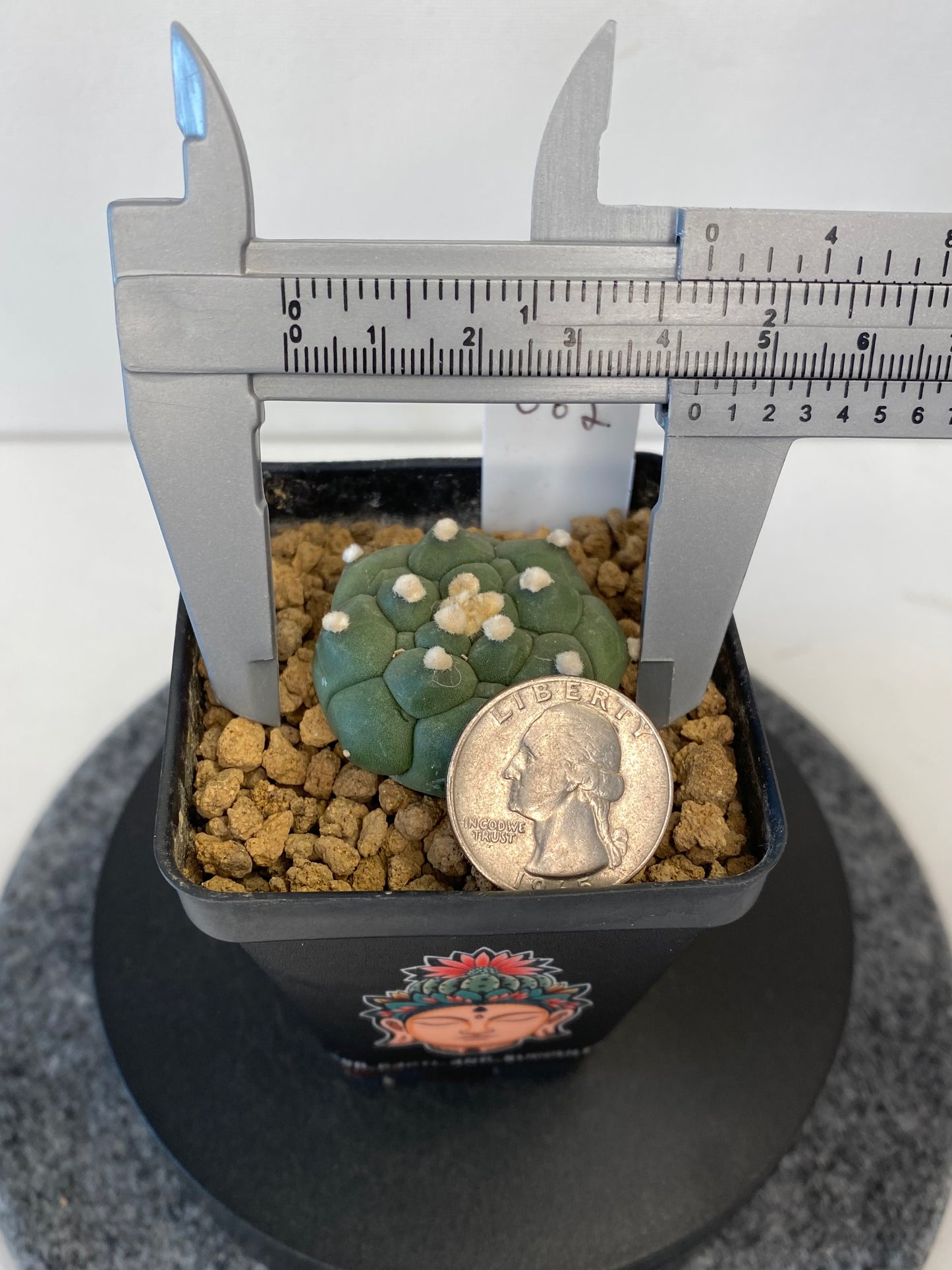 Astrophytum Asterias cv. Kikko Nudum #062