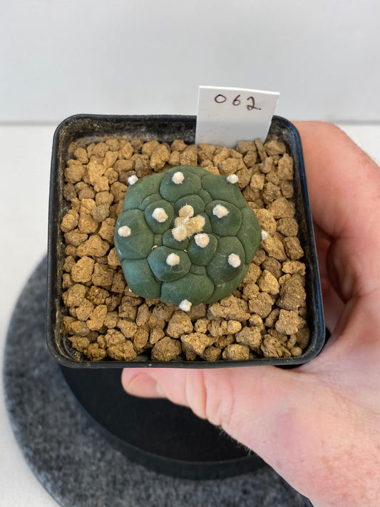 Astrophytum Asterias cv. Kikko Nudum #062