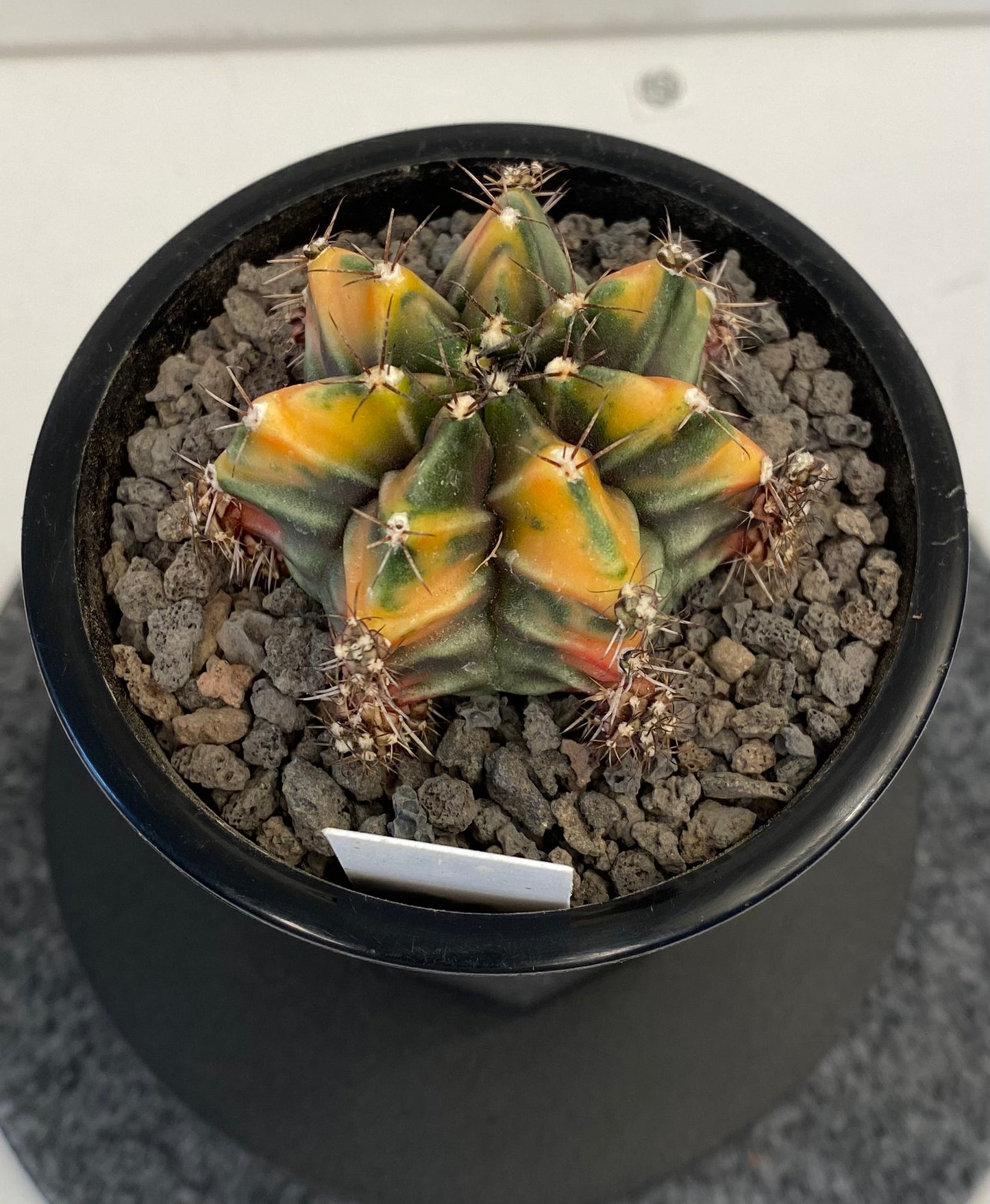 Gymnocalycium Mihanovichii f. Variegata "087"