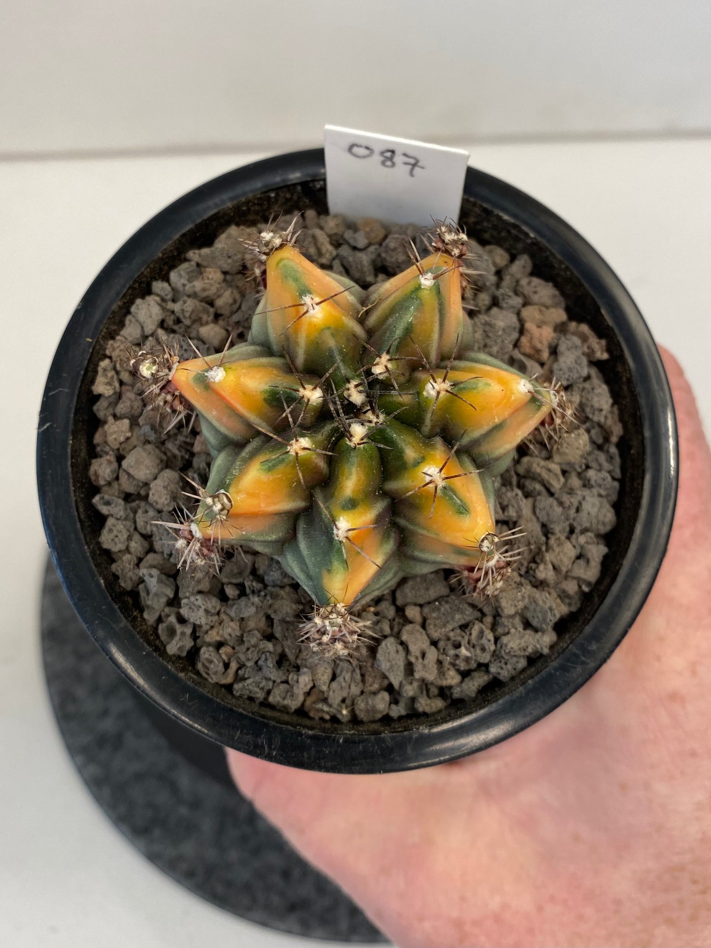 Gymnocalycium Mihanovichii f. Variegata "087"