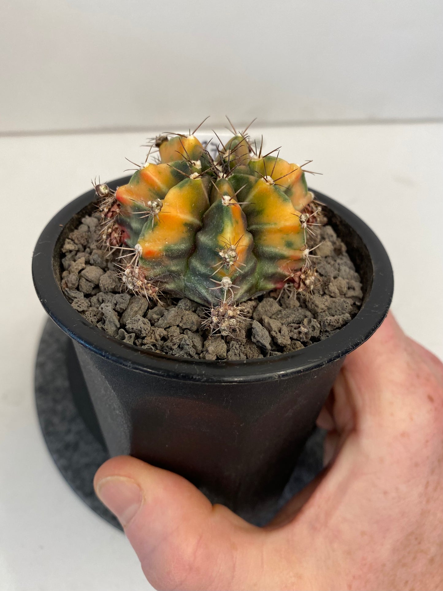 Gymnocalycium Mihanovichii f. Variegata "087"