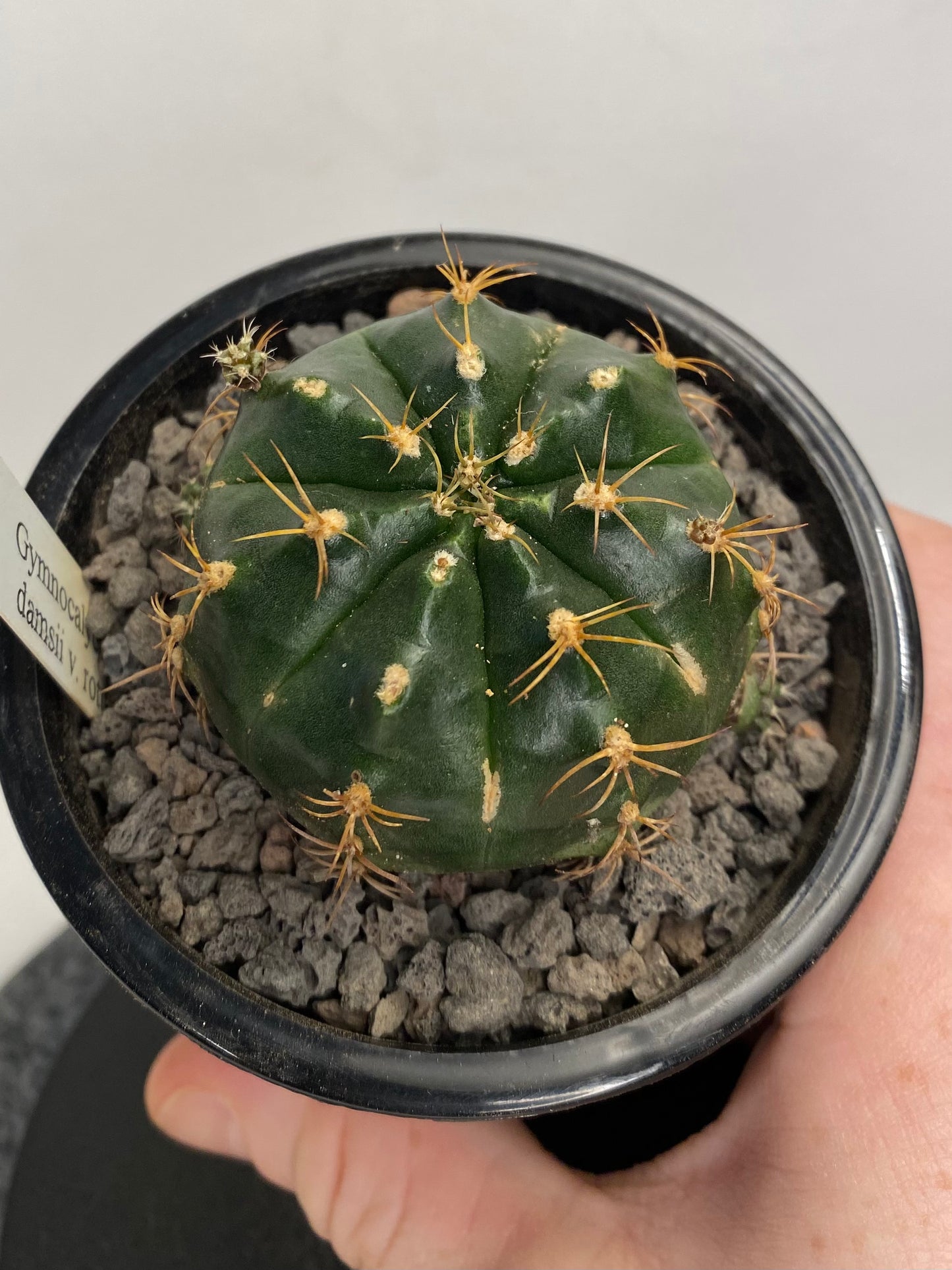 Gymnocalycium Damsii v. Rotundulum